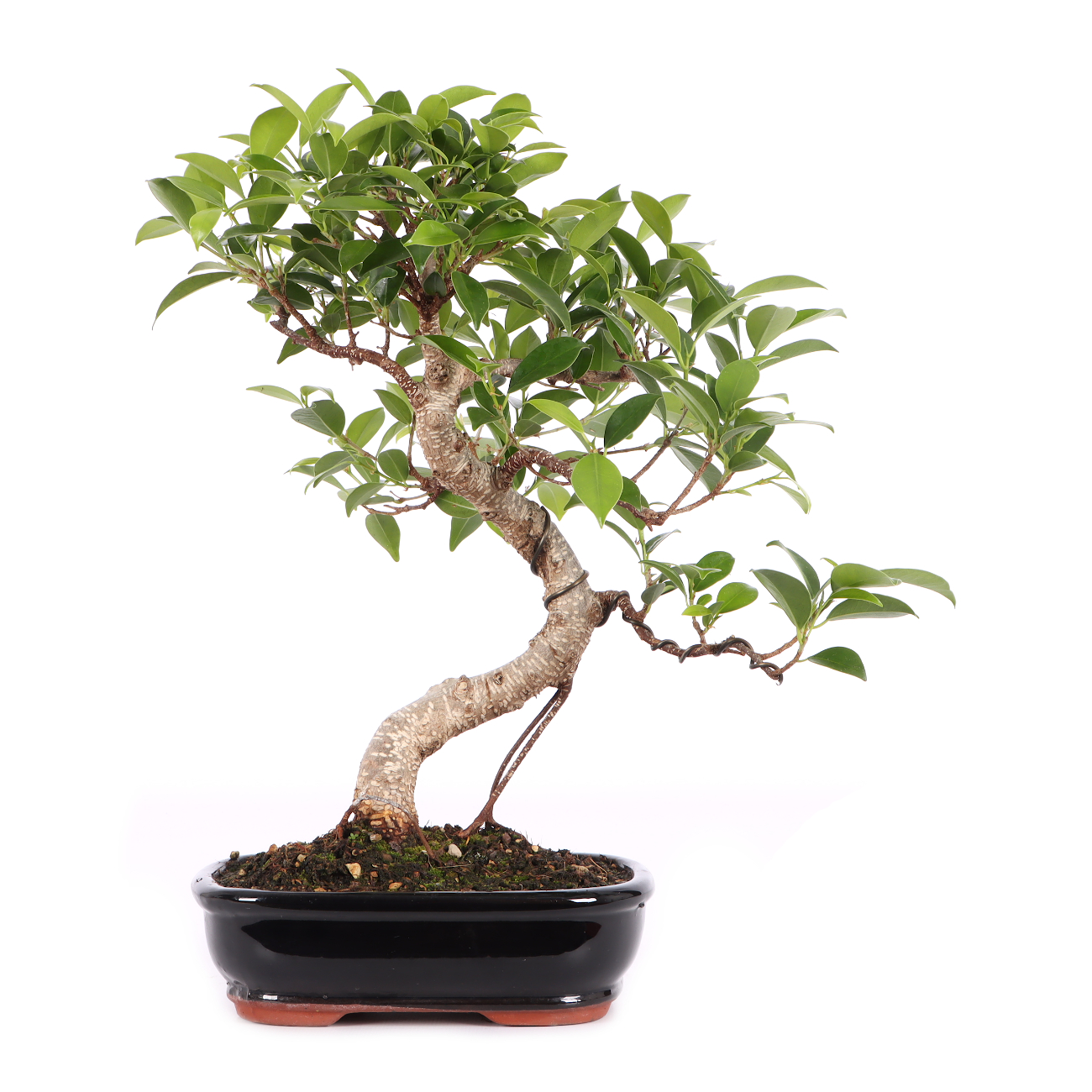 Ficus microcarpa 'Tiger Bark'