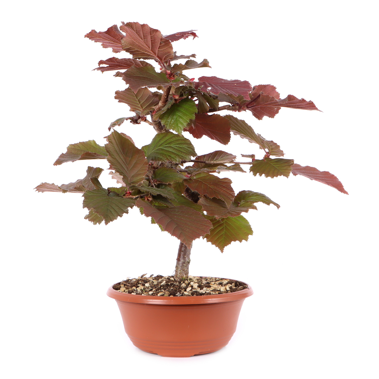 Corylus avellana 'Rotblättrige Zellernuss'