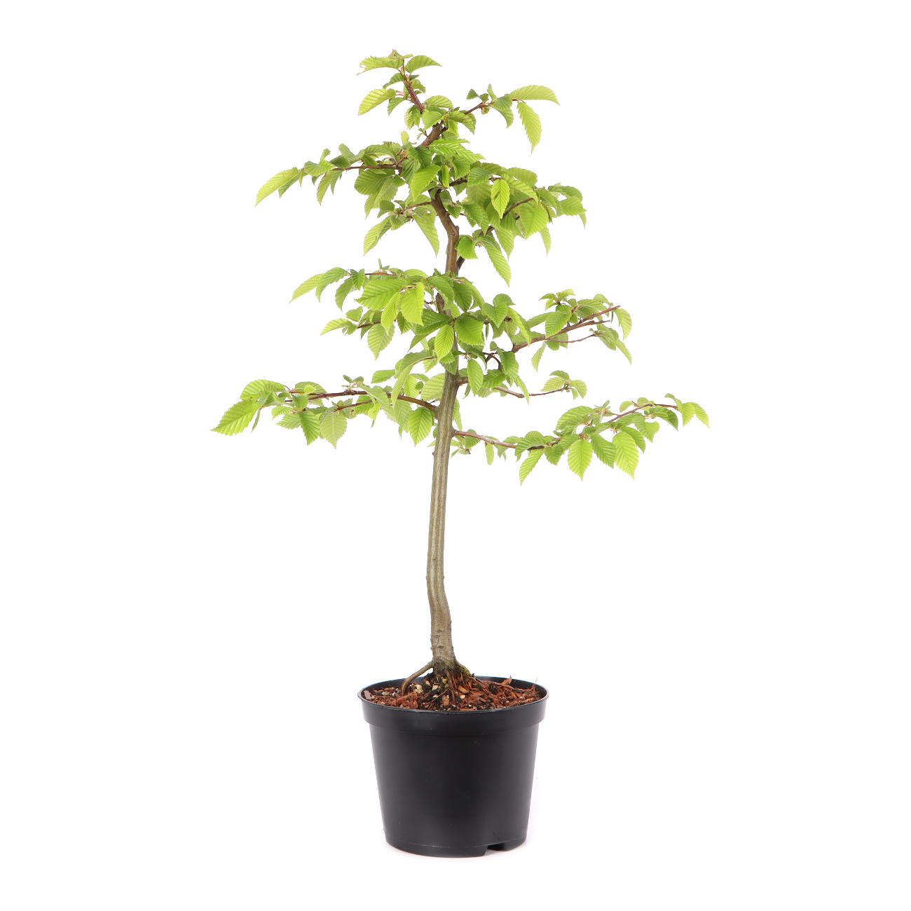 Carpinus betulus