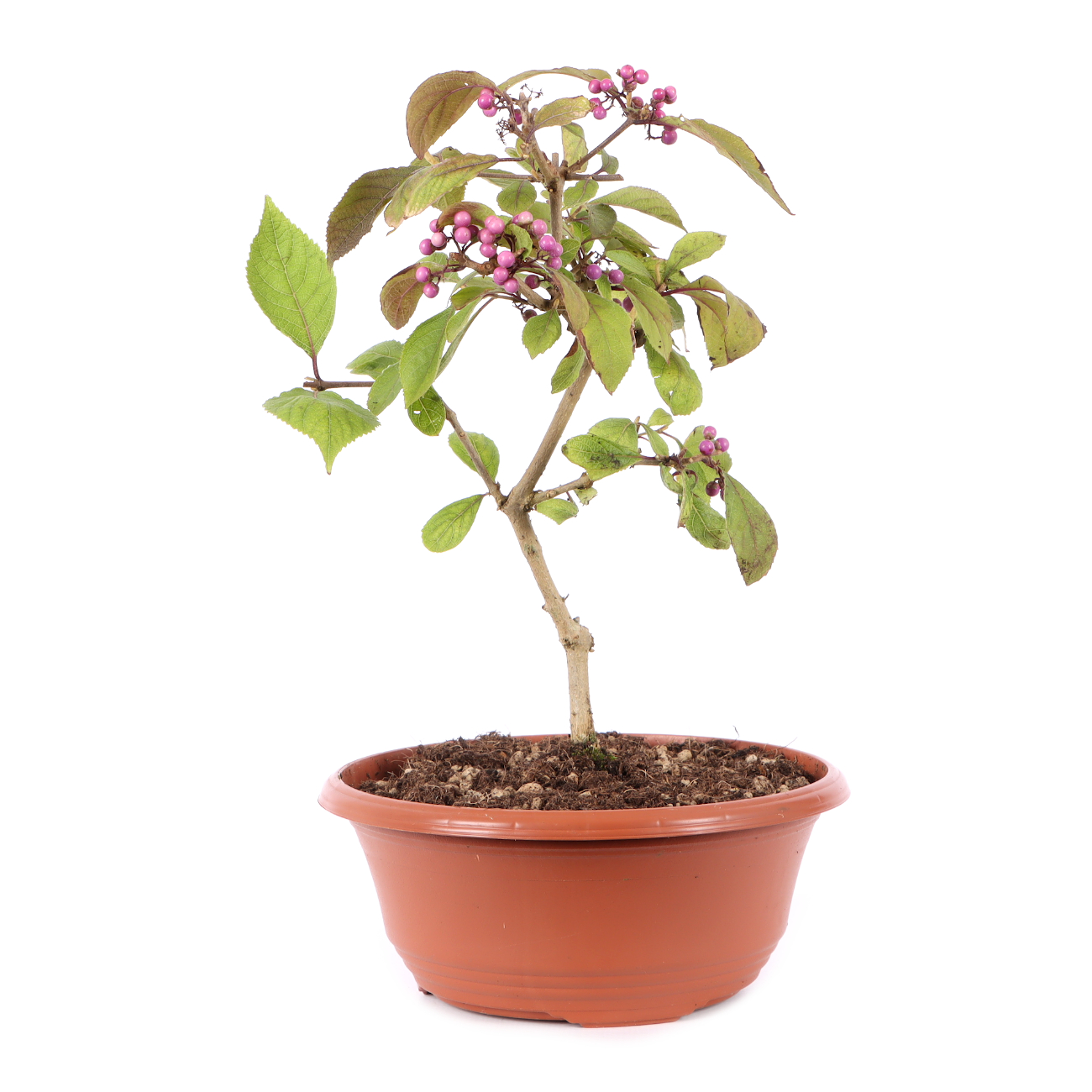Callicarpa bodinieri 'Profusion'