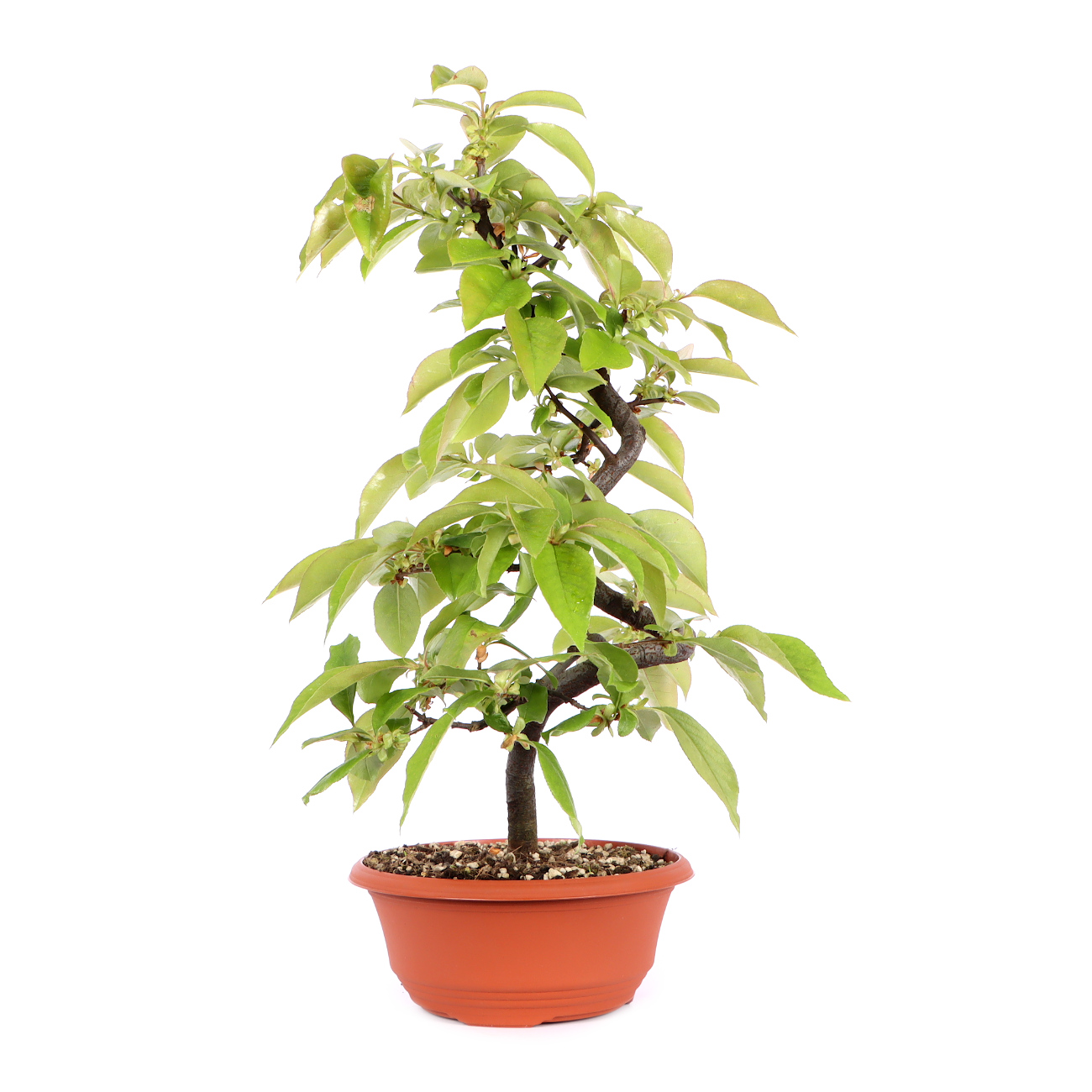 Seitenansicht rechts