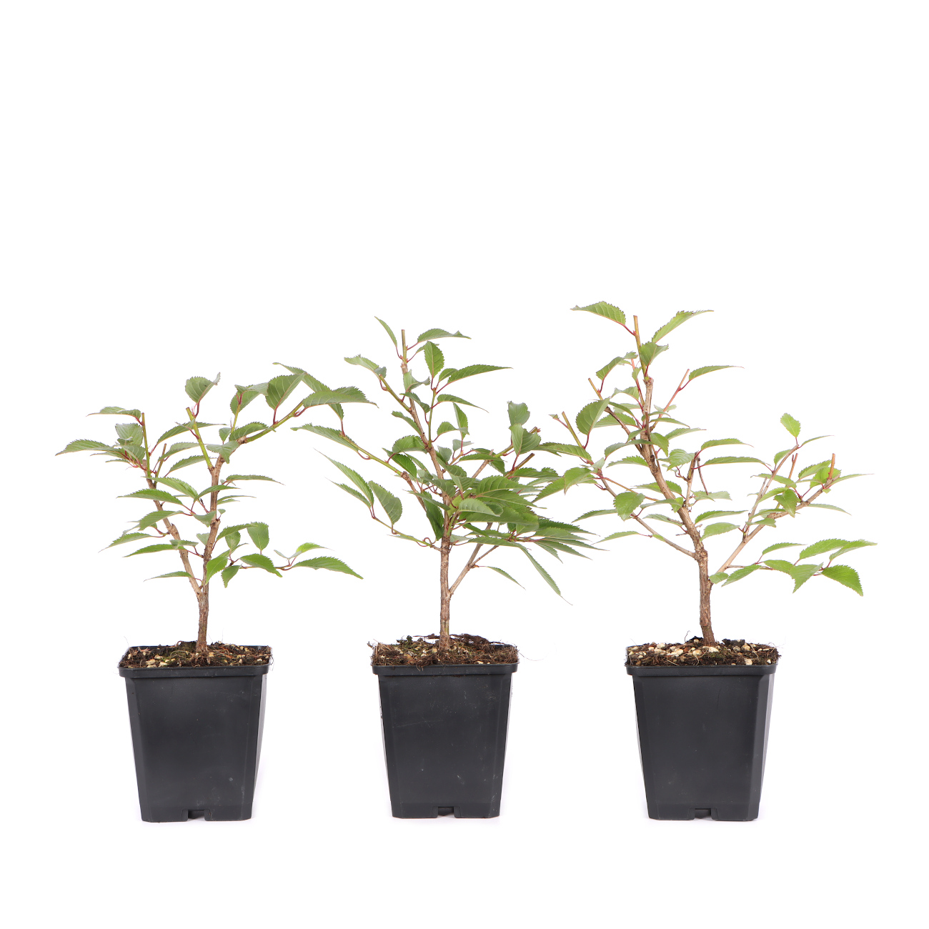 Prunus subhirtella 'Okame'