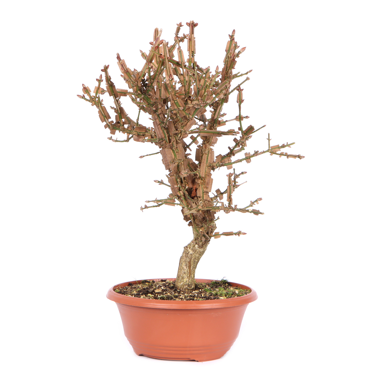 Seitenansicht rechts