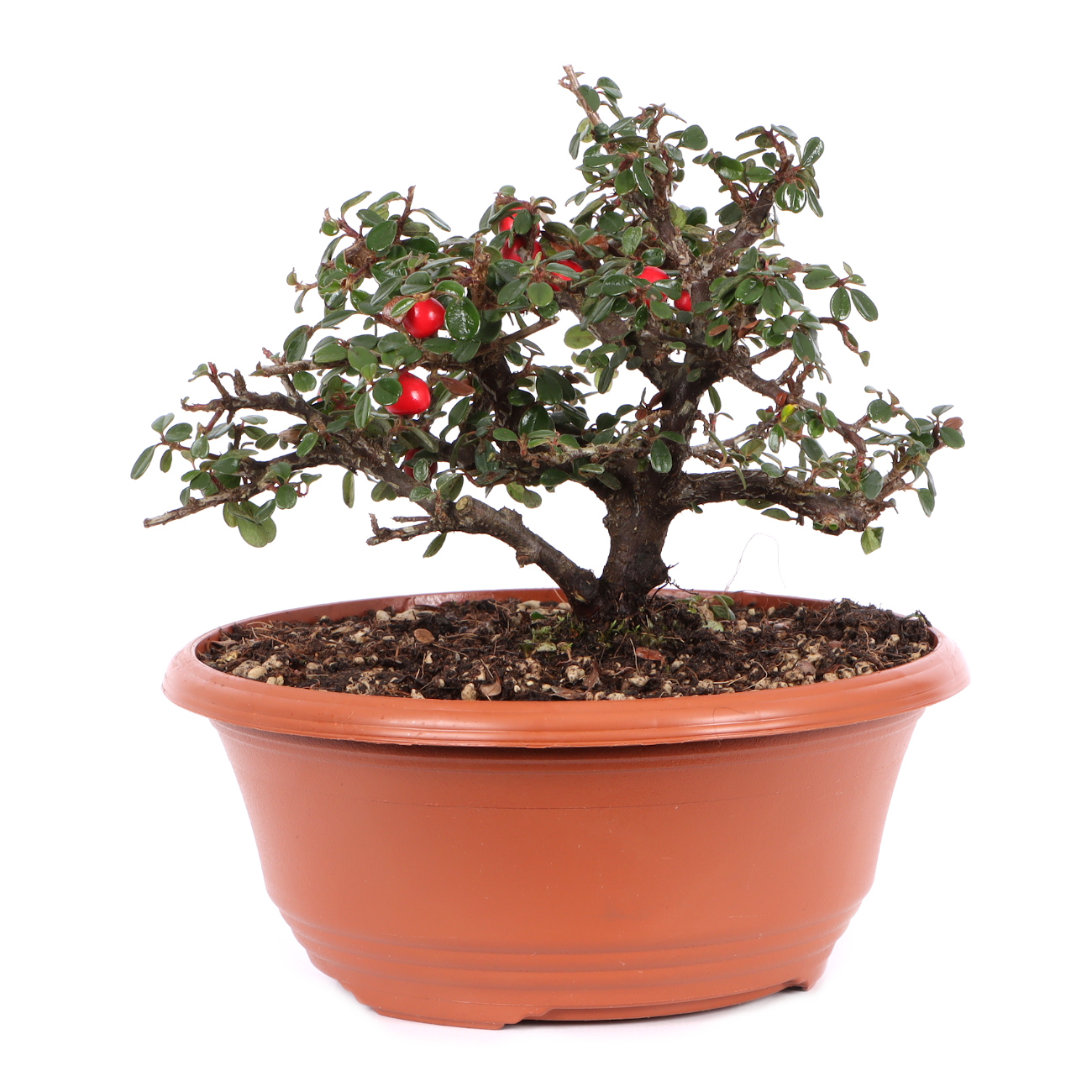 Cotoneaster microphyllus 'Cochleatus'