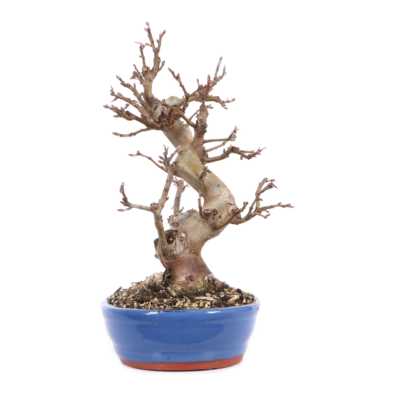 Malus spec.