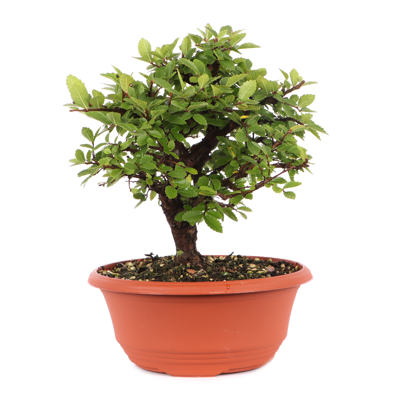 Ulmus japonica