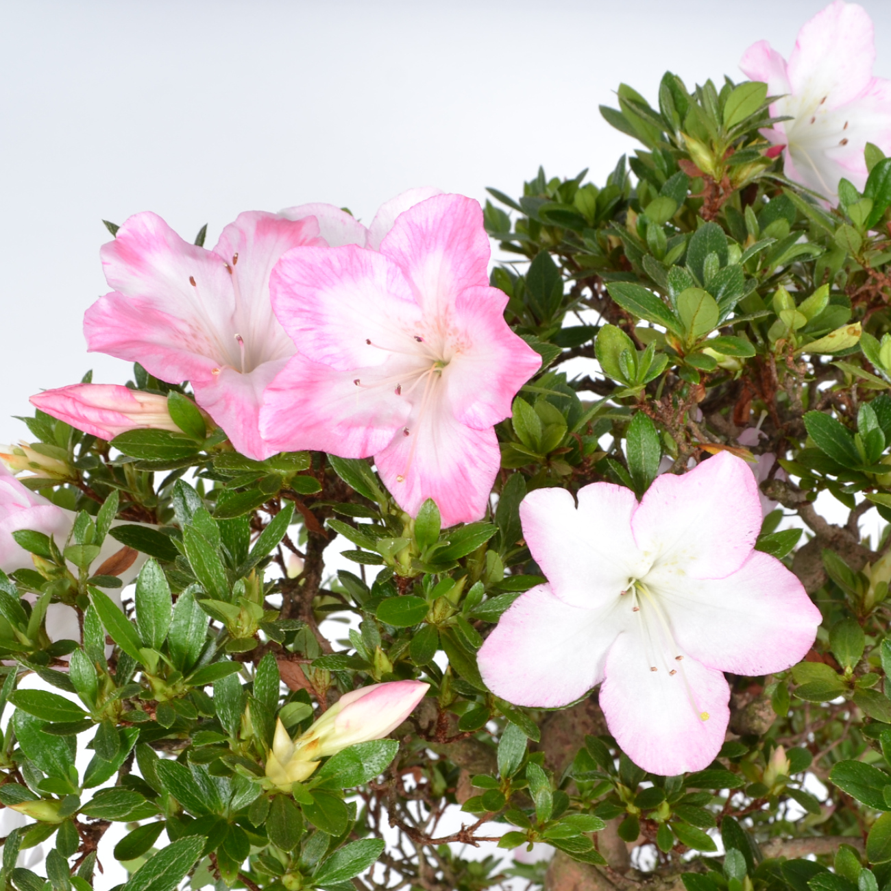 Blüte