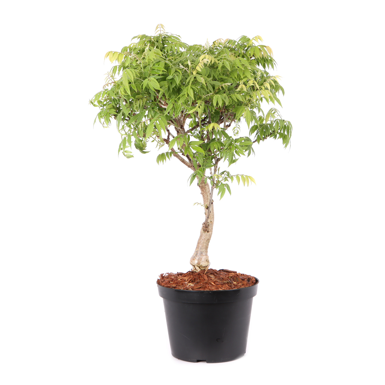 Millettia japonica 'Hime Fuji'