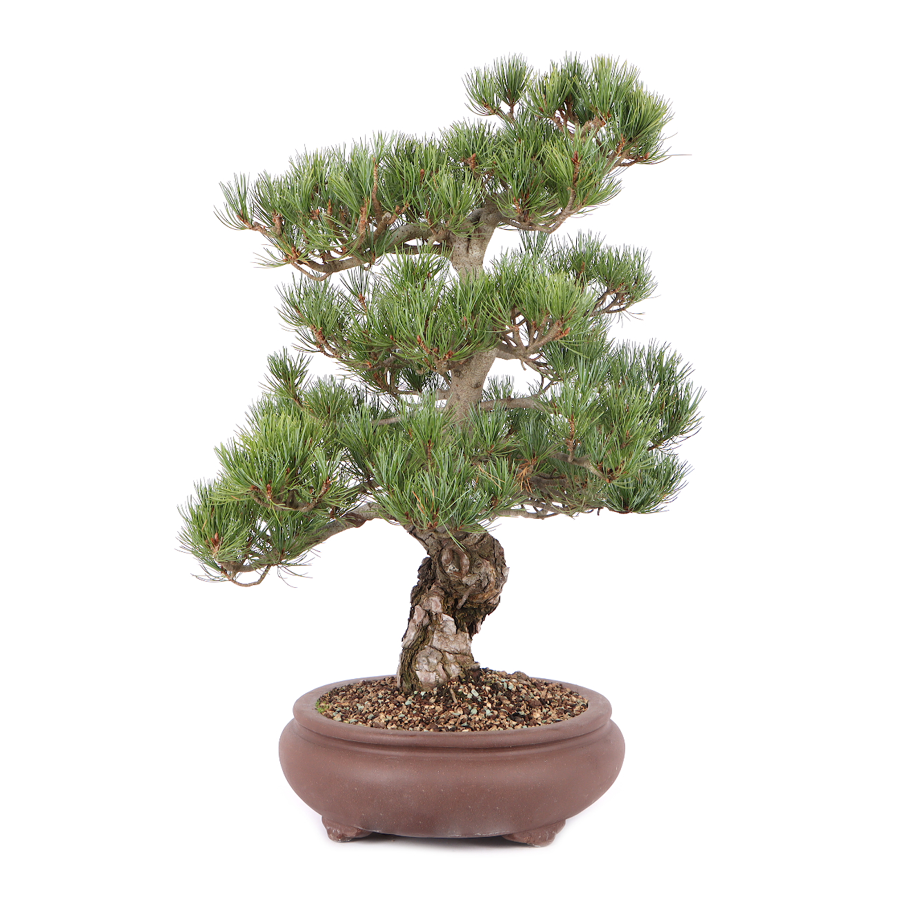 Pinus parviflora 'Glauca'