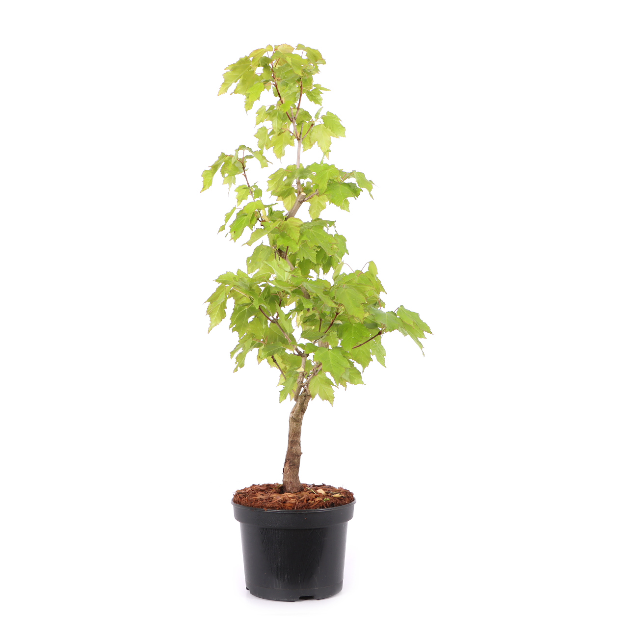 Acer ginnala
