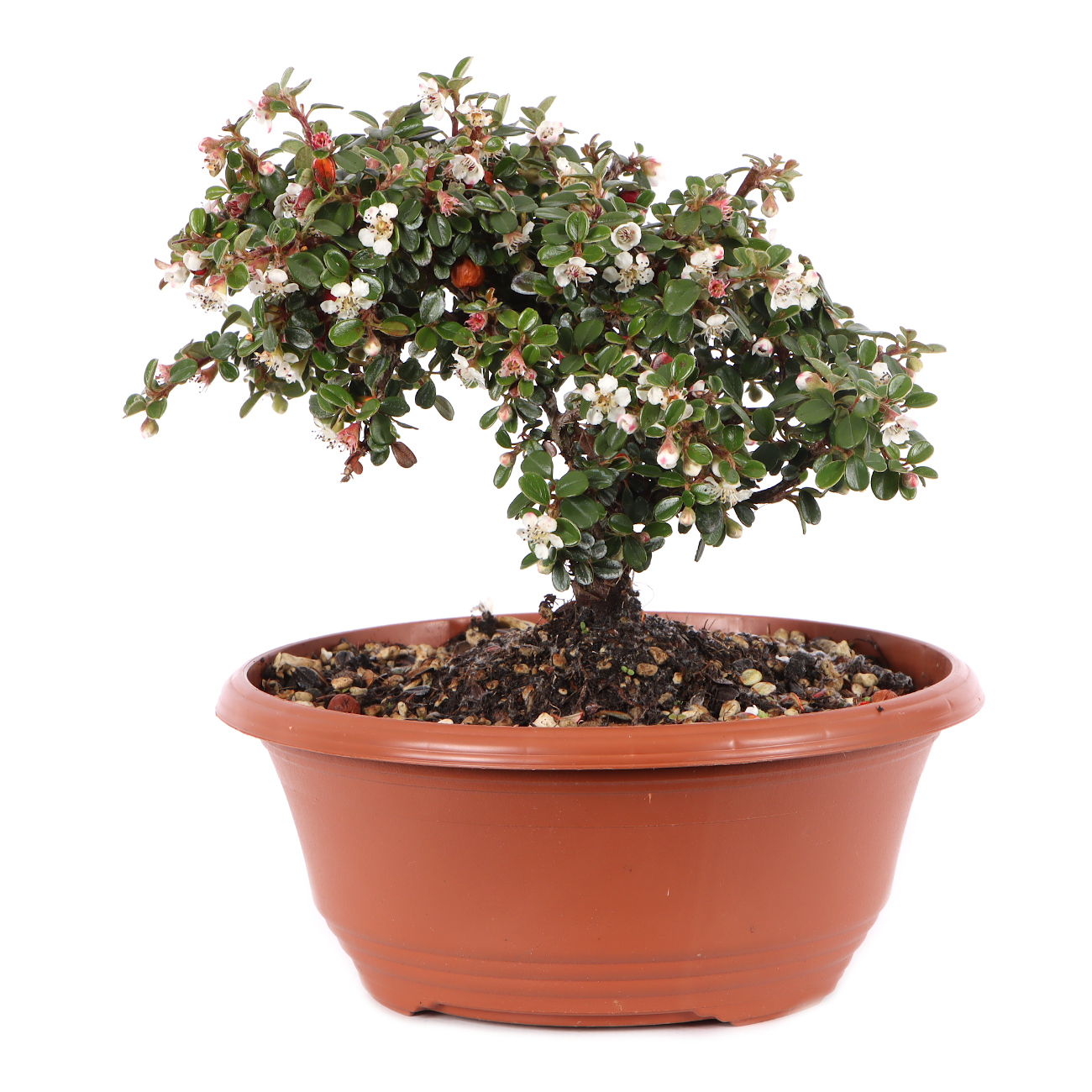 Cotoneaster microphyllus 'Cochleatus'