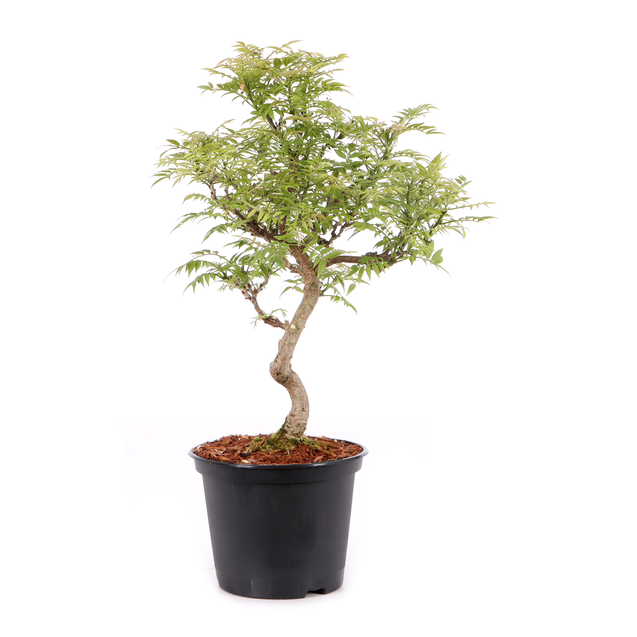 Millettia japonica 'Hime Fuji'
