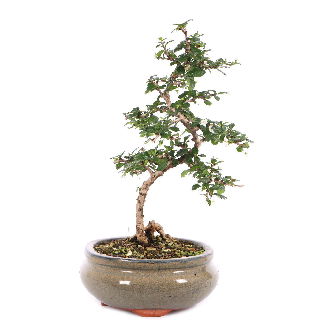 Carmona microphylla