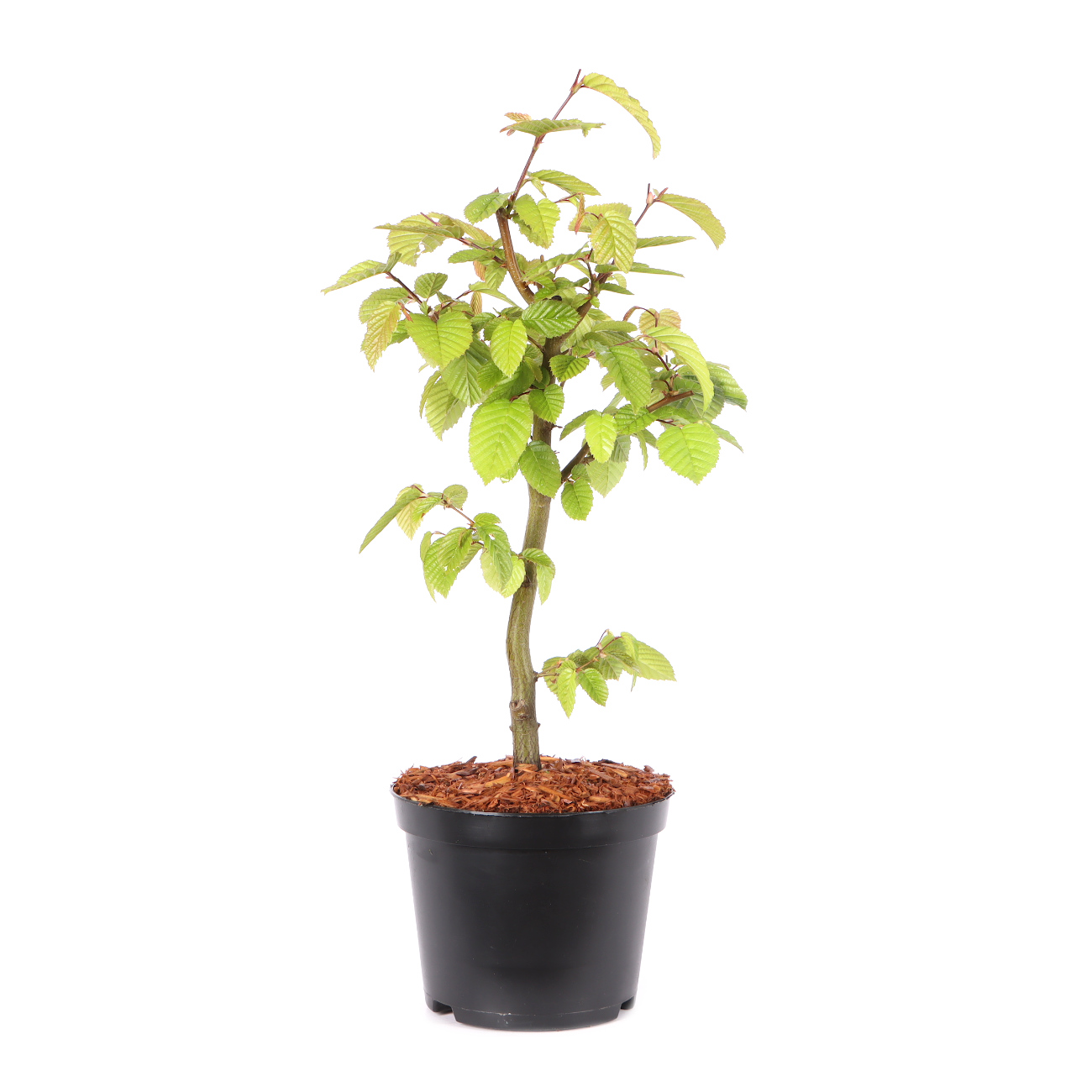 Carpinus betulus