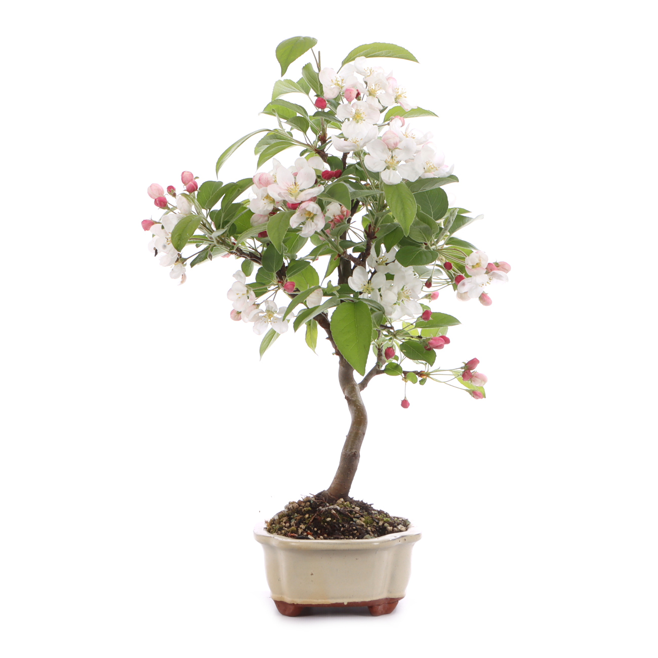 Malus spec.
