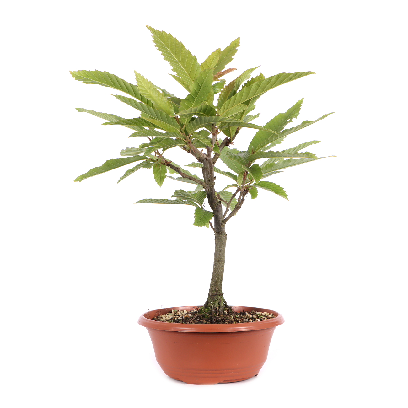 Castanea sativa