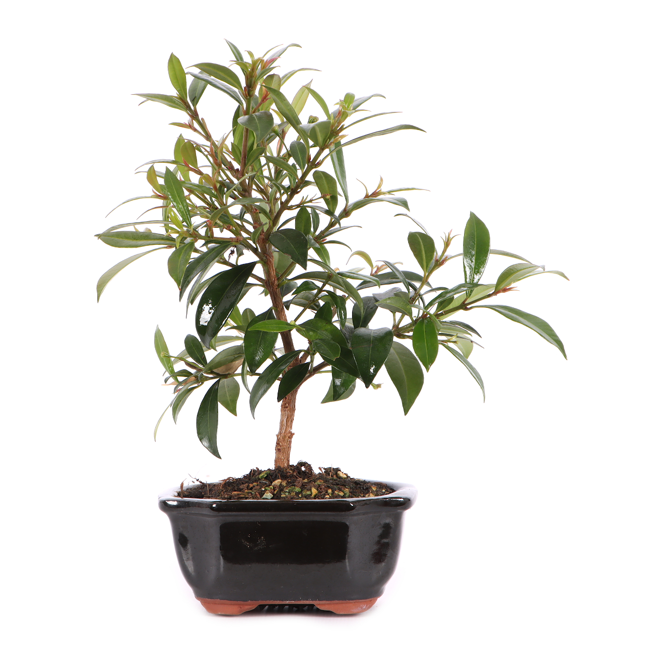Syzygium paniculatum