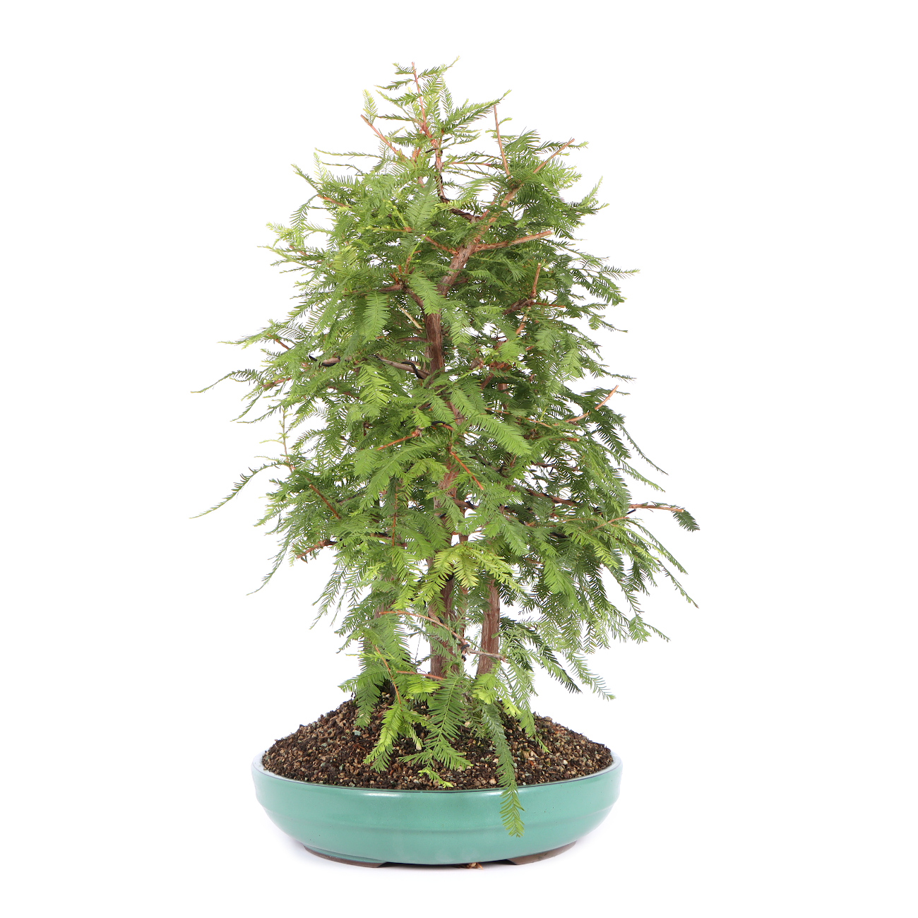 Seitenansicht rechts