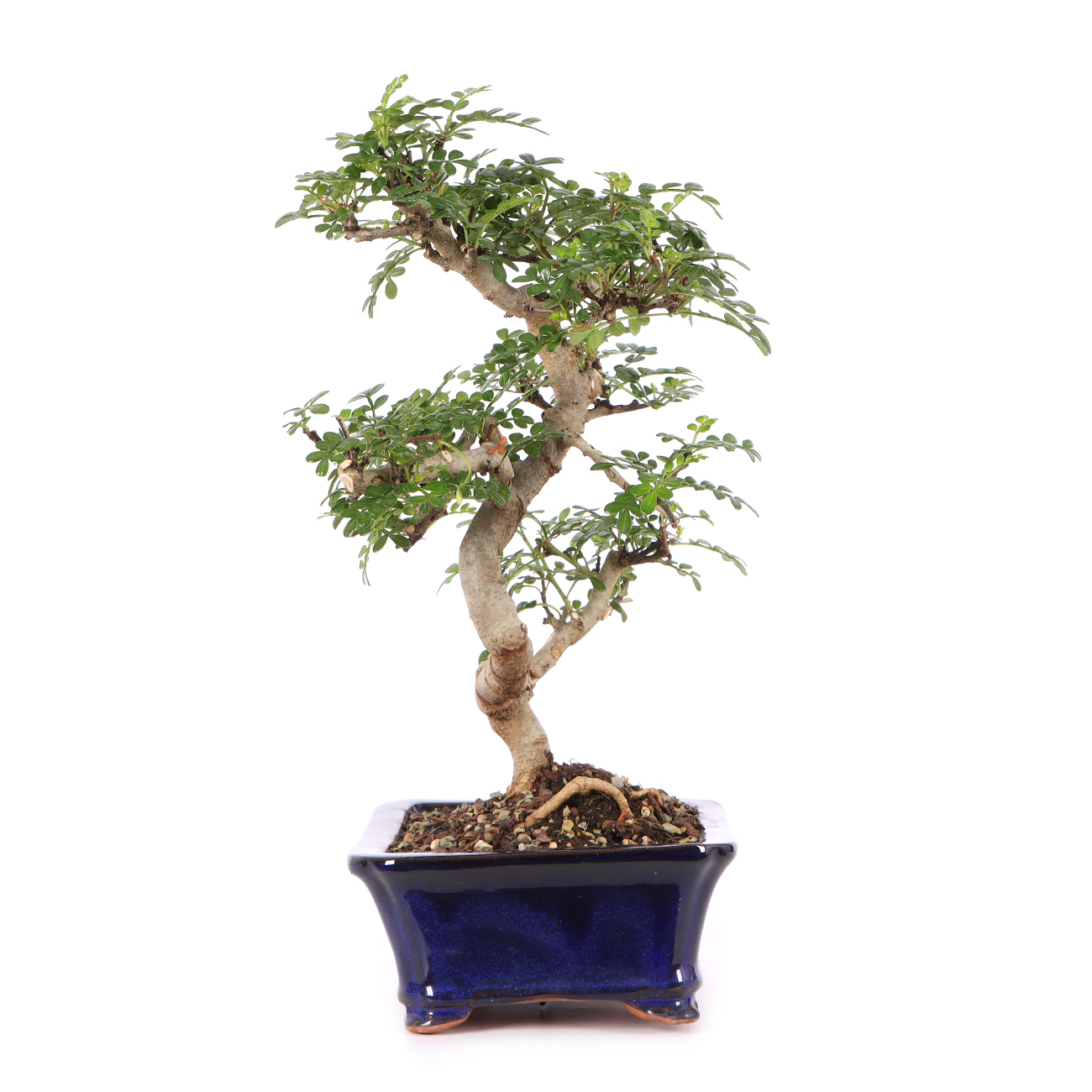 Zanthoxylum spec.