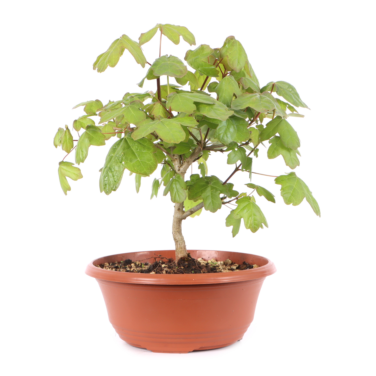 Acer campestre