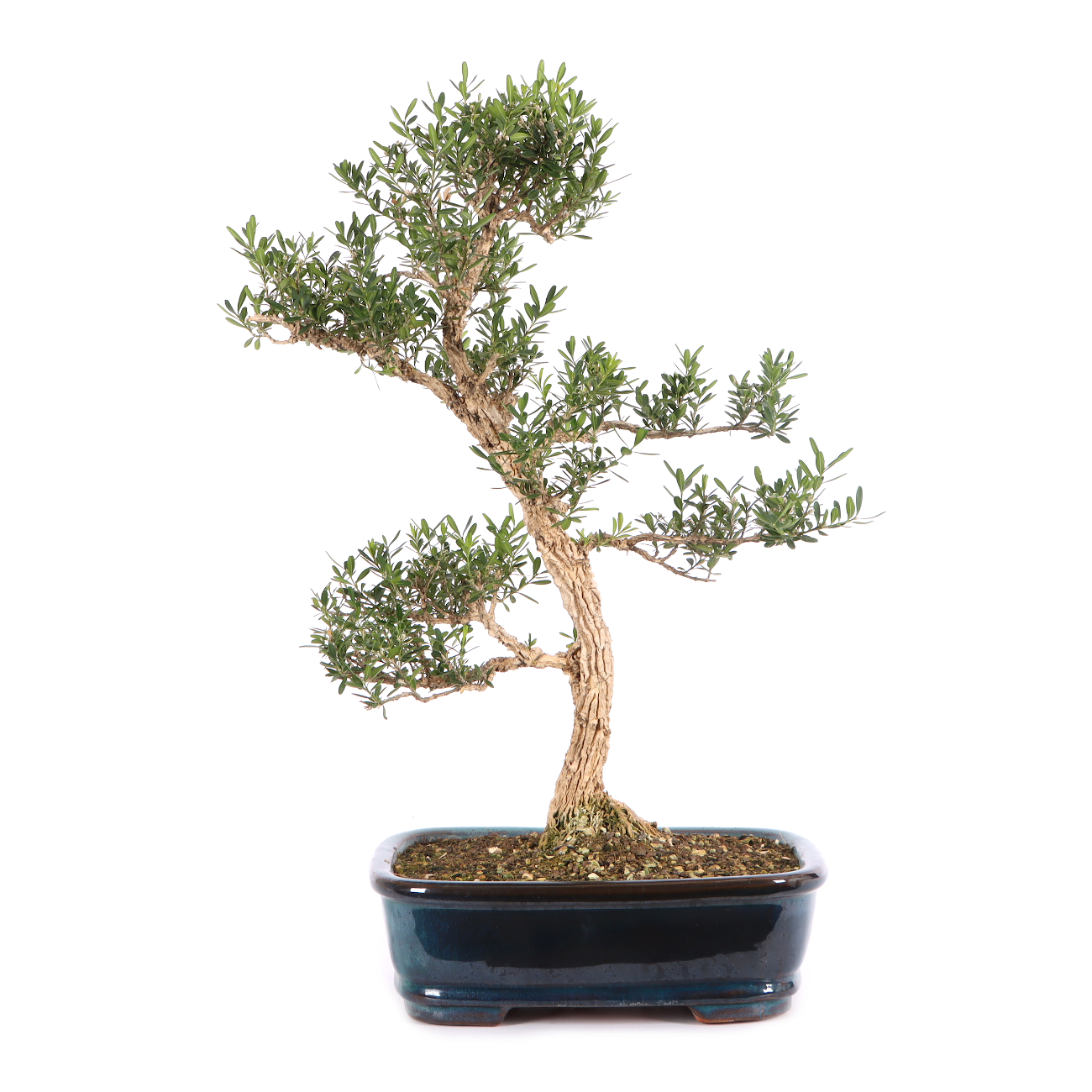 Buxus sinica var. sinica