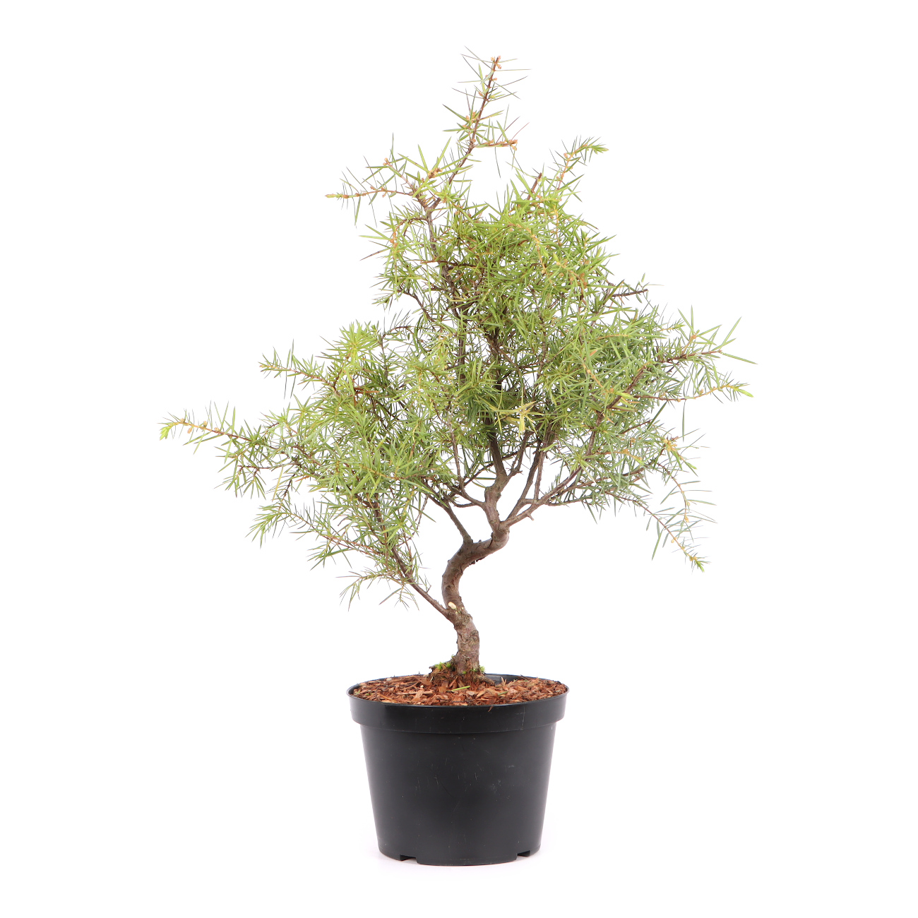 Juniperus communis