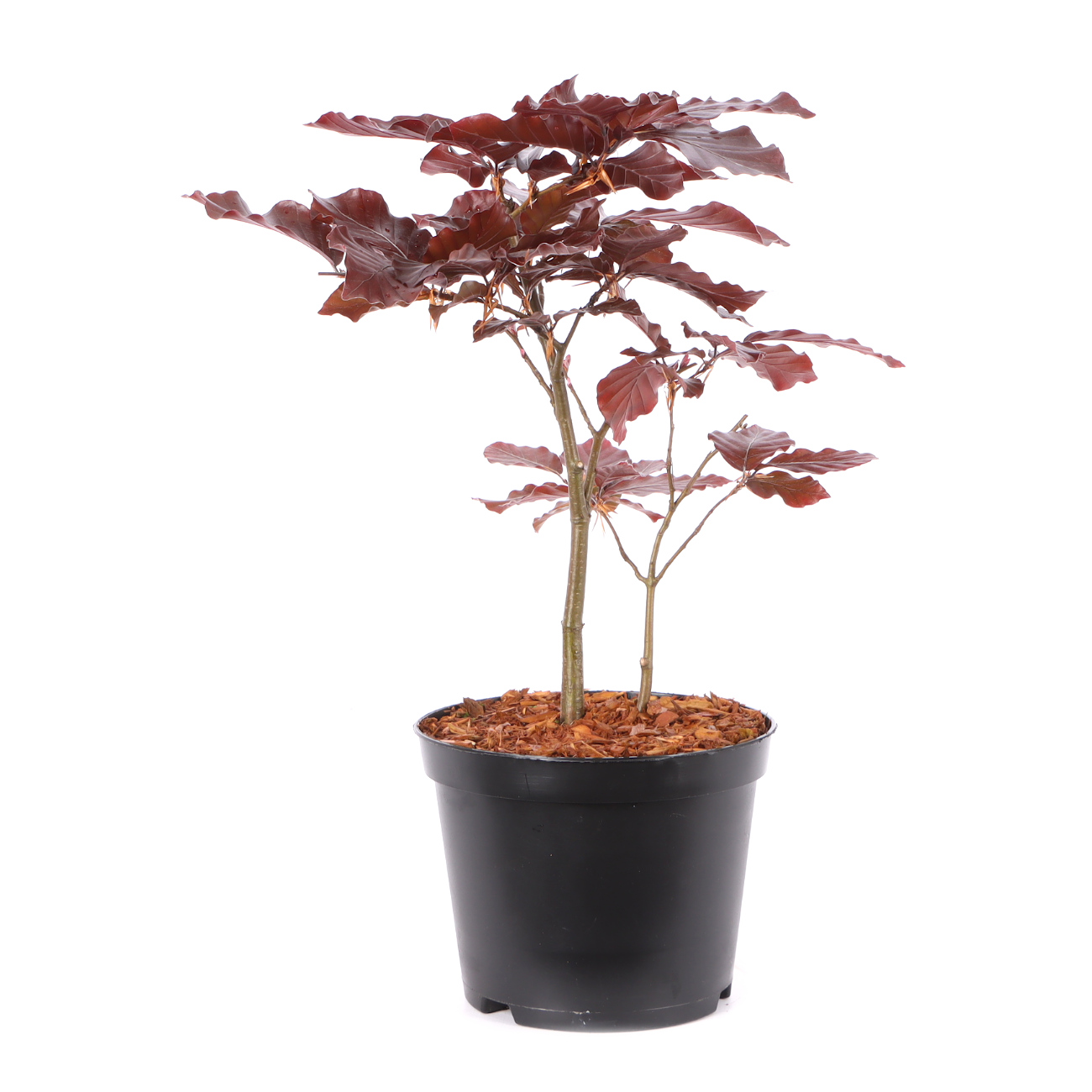 Fagus sylvatica f. purpurea