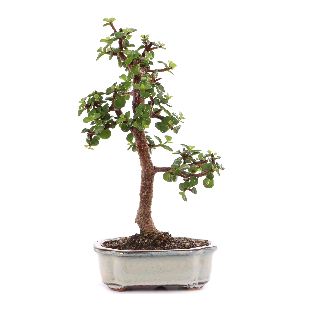Portulacaria afra