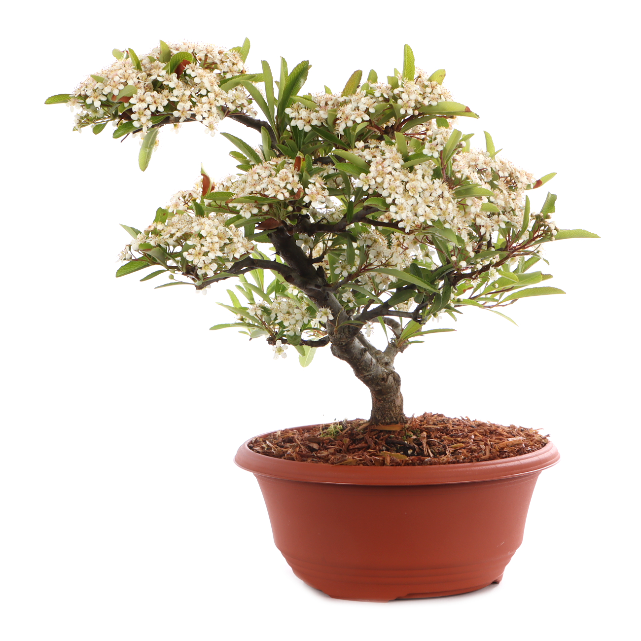 Pyracantha angustifolia