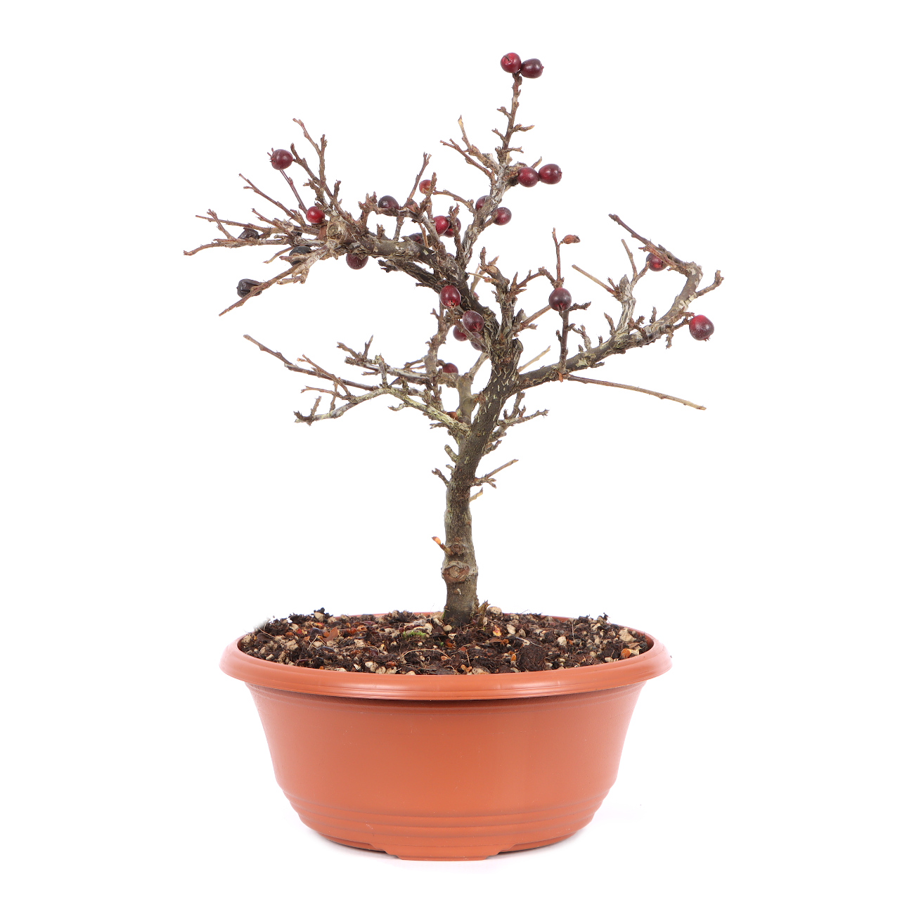 Cotoneaster praecox