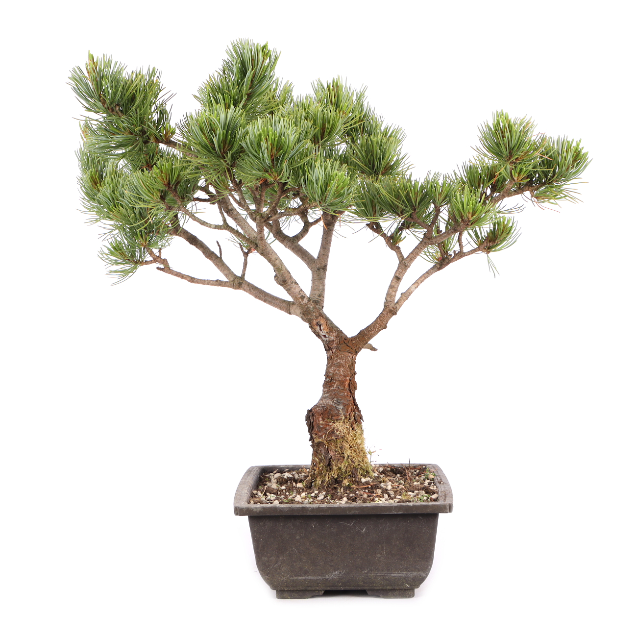 Pinus parviflora 'Glauca'