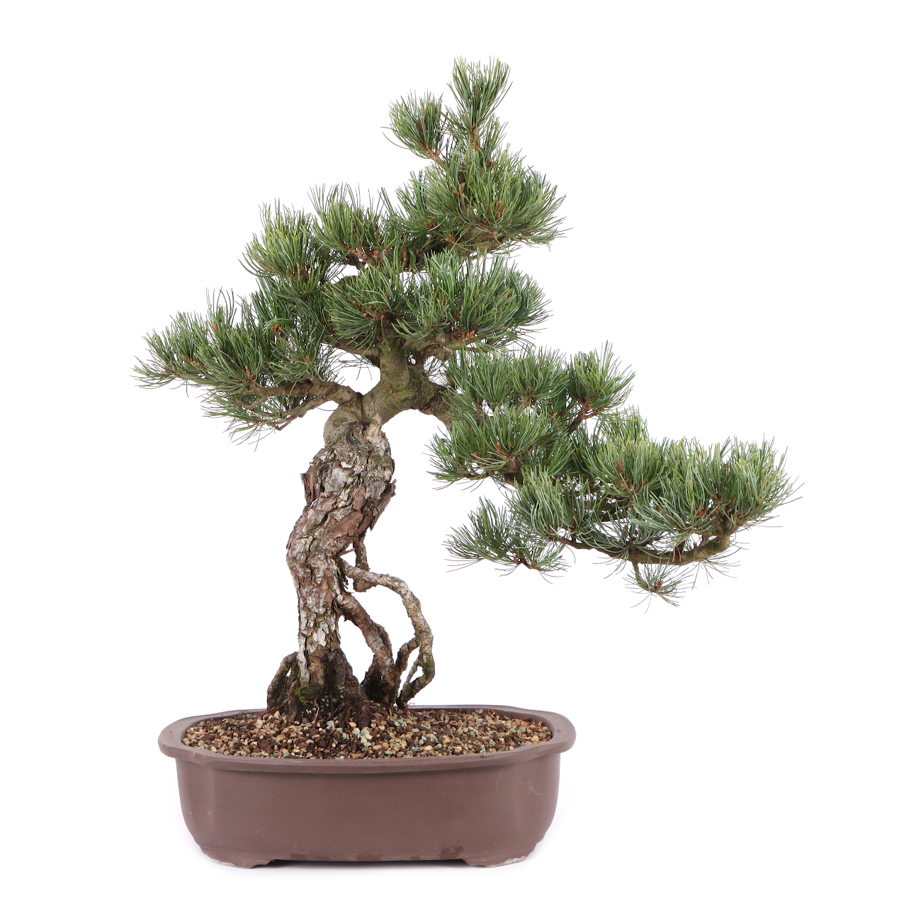 Pinus parviflora 'Glauca'