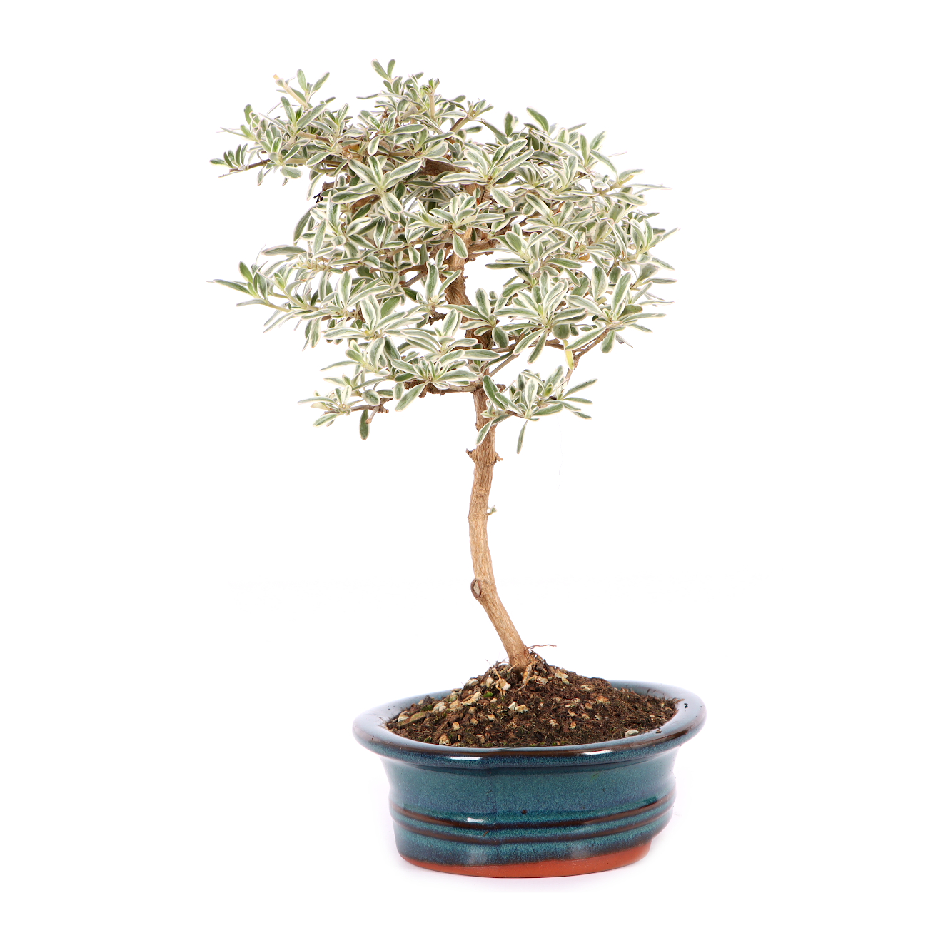Coprosma x kirkii 'Variegata'