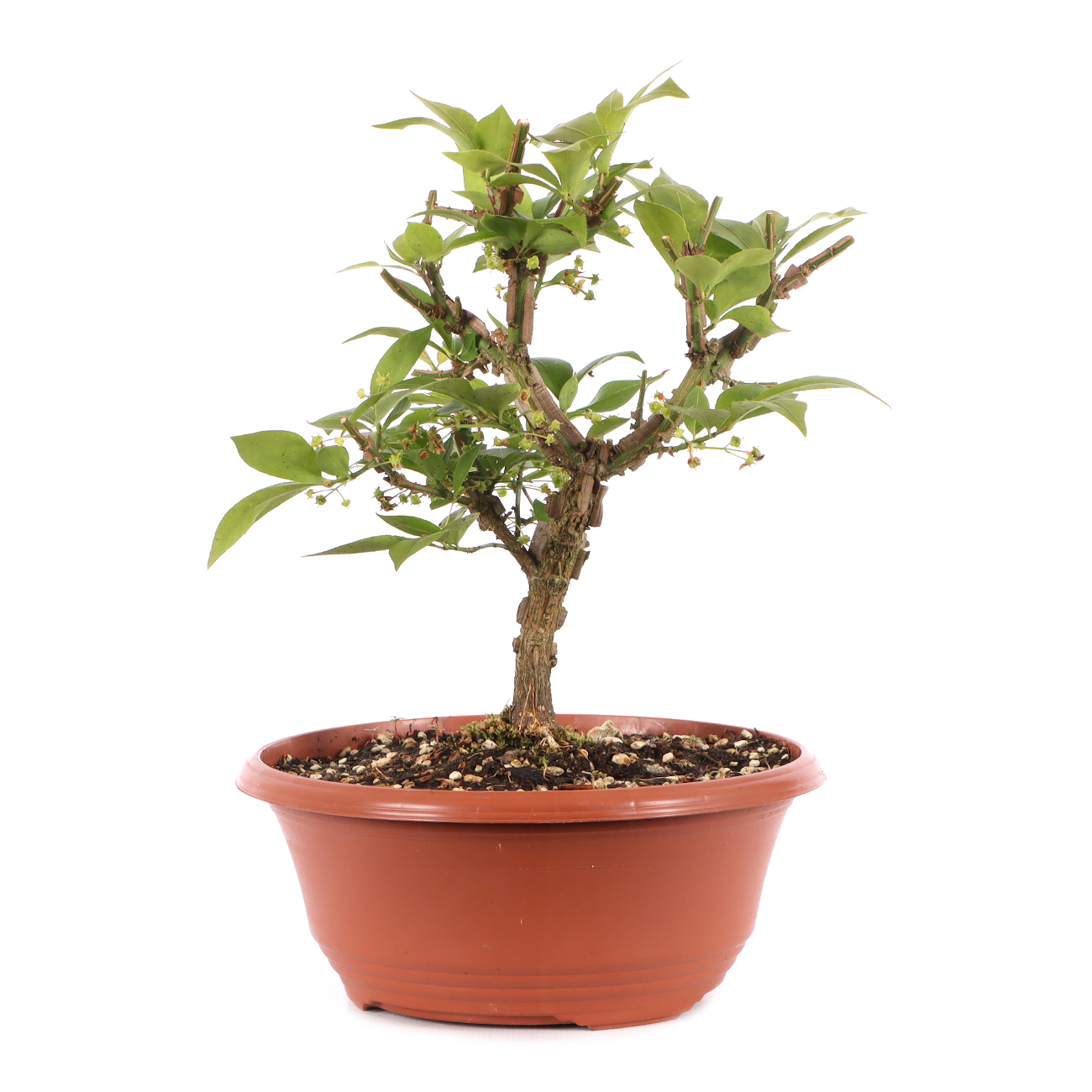 Euonymus alatus