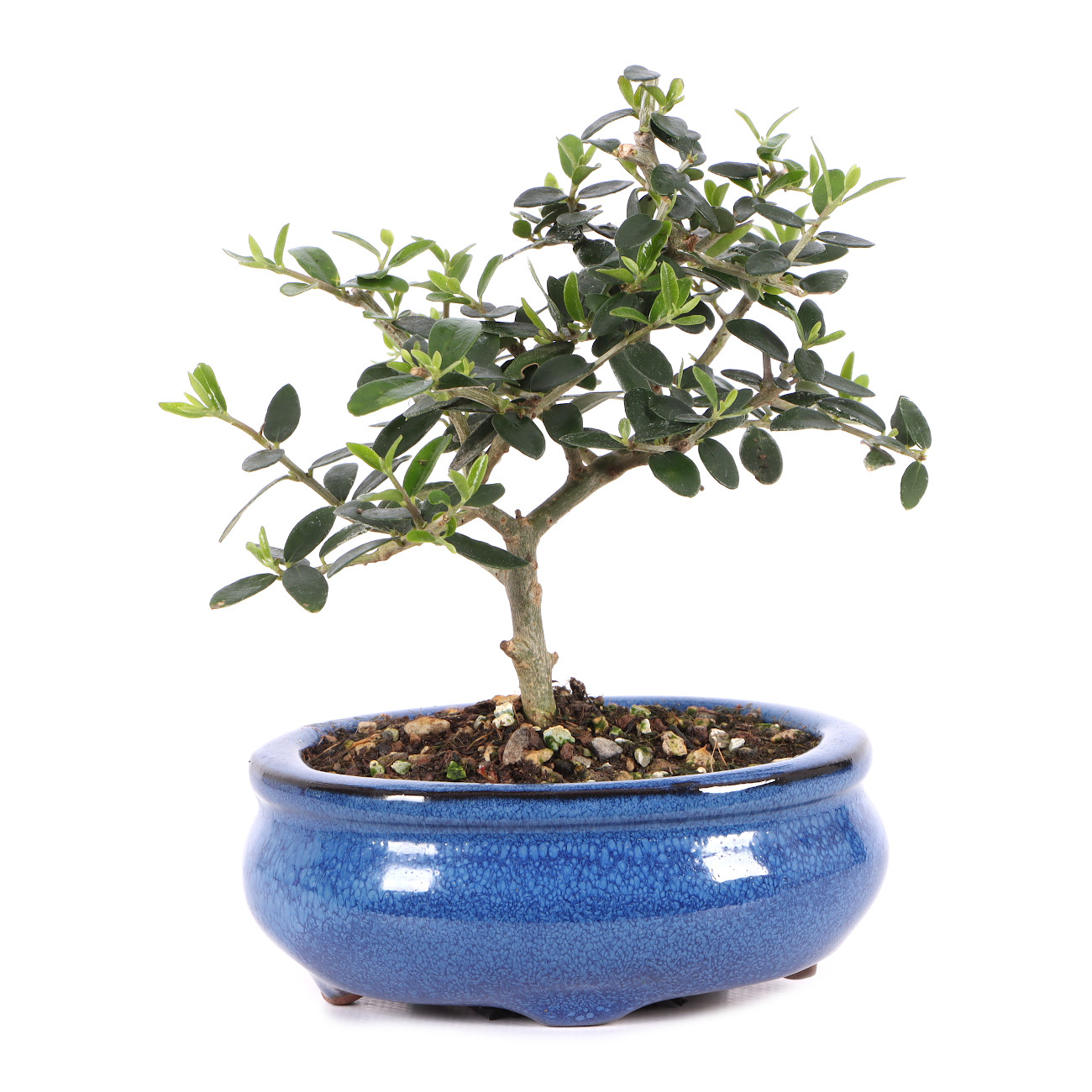 Olea europaea subsp. sylvestris