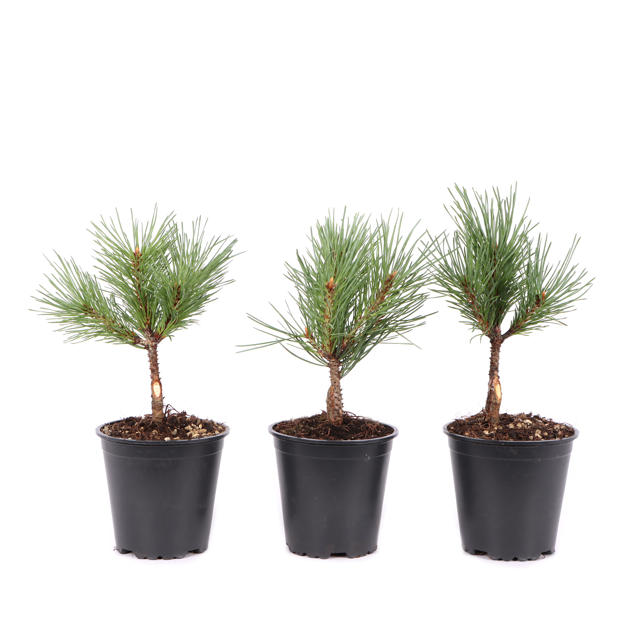 Pinus sylvestris 'Watereri'