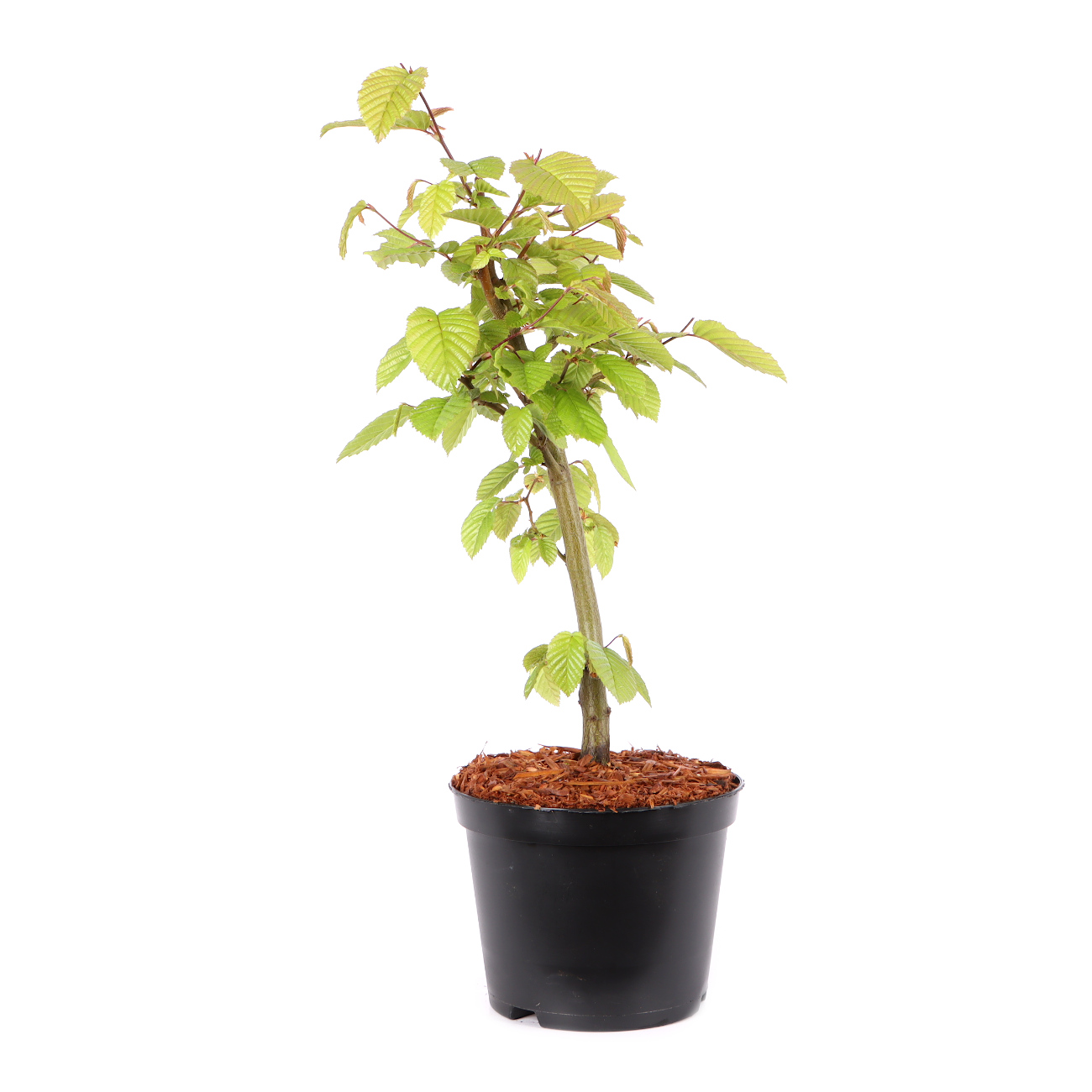 Carpinus betulus