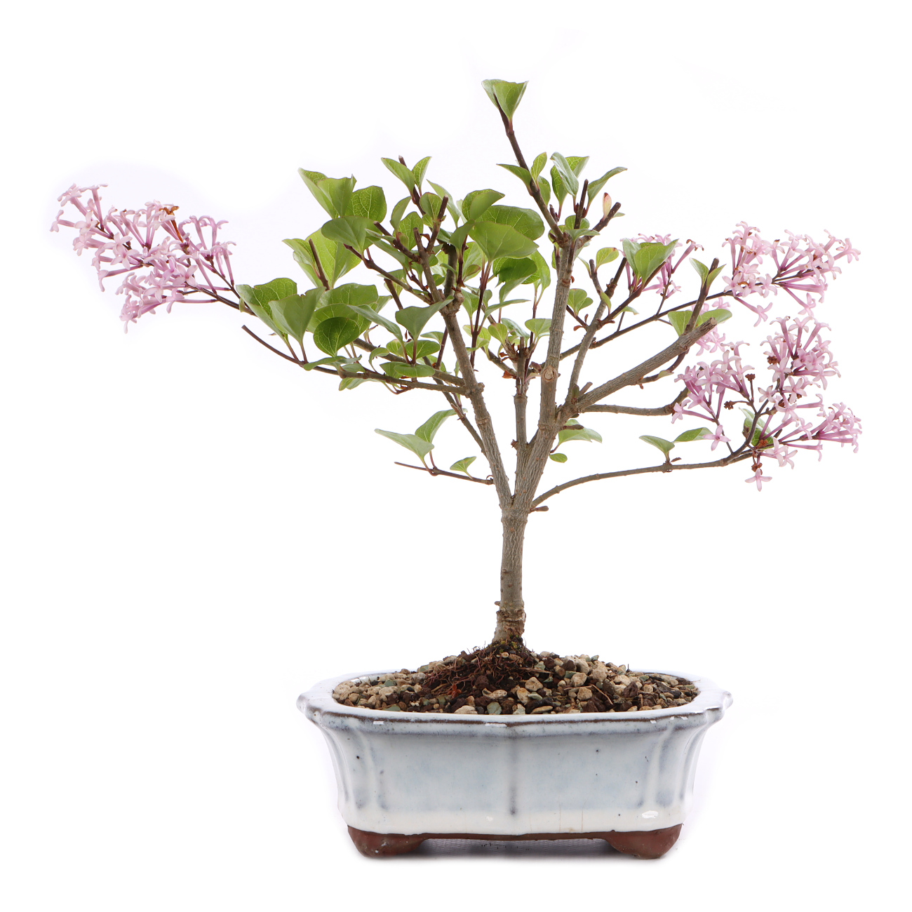 Syringa meyeri 'Palibin'