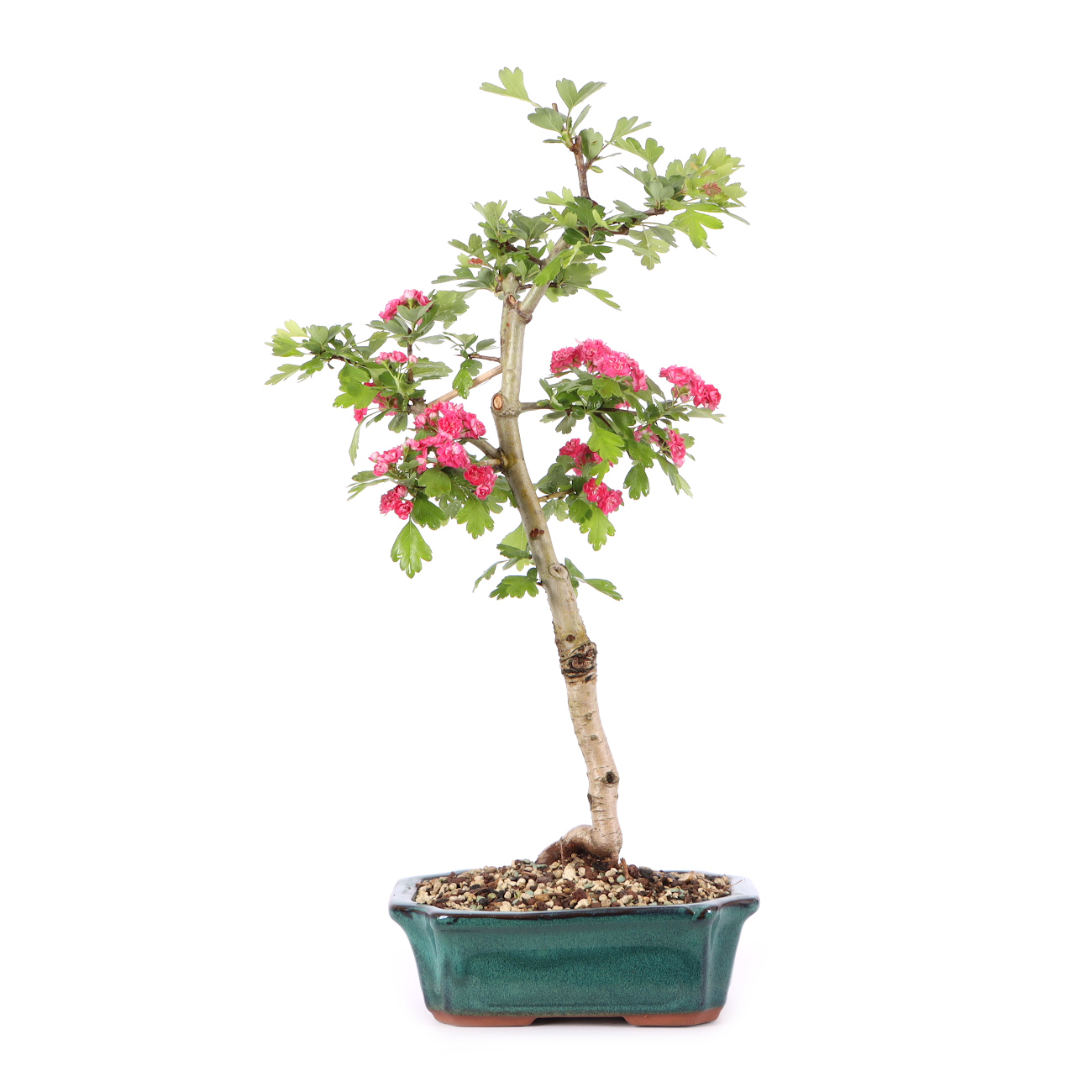 Crataegus laevigata 'Paul's Scarlet'