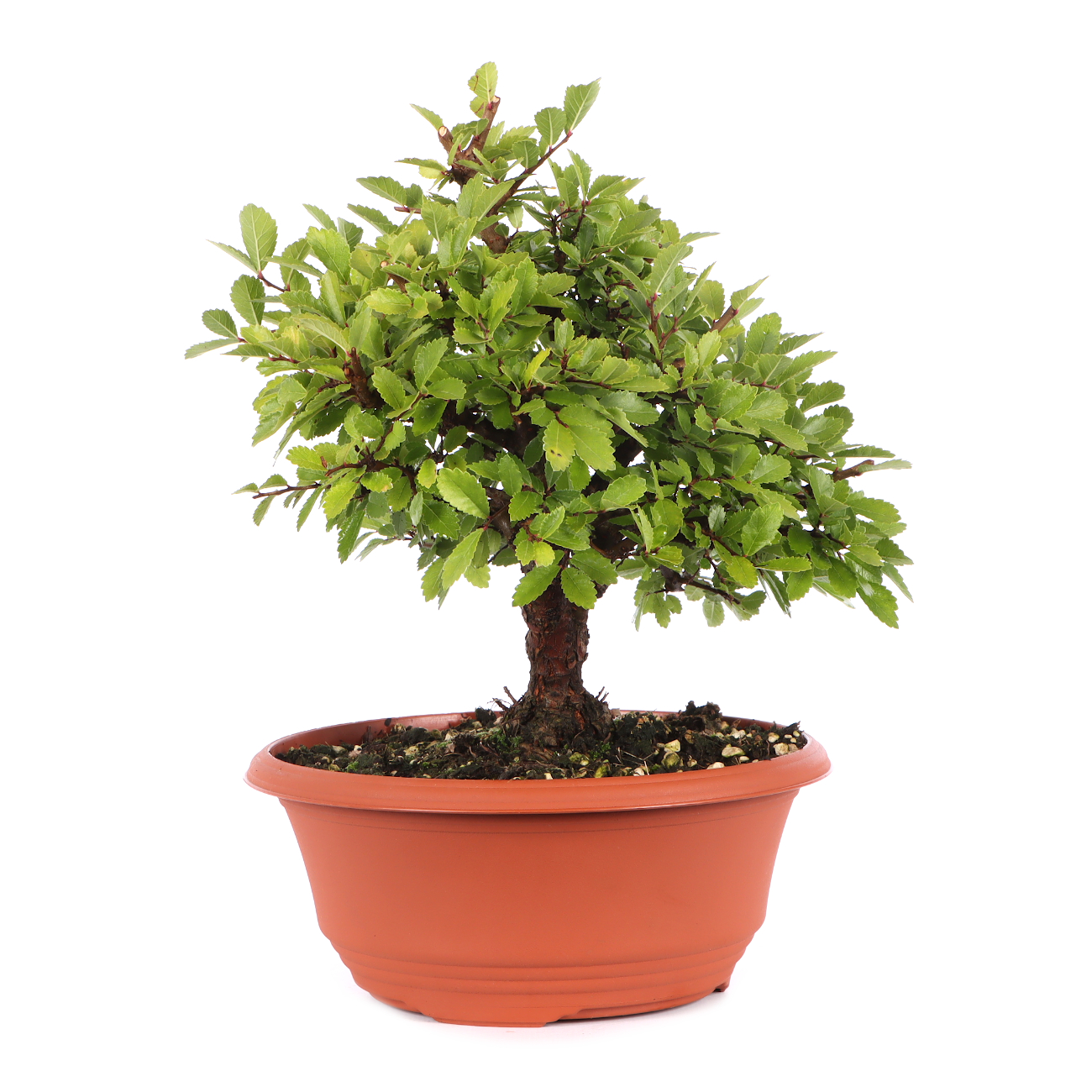 Ulmus japonica