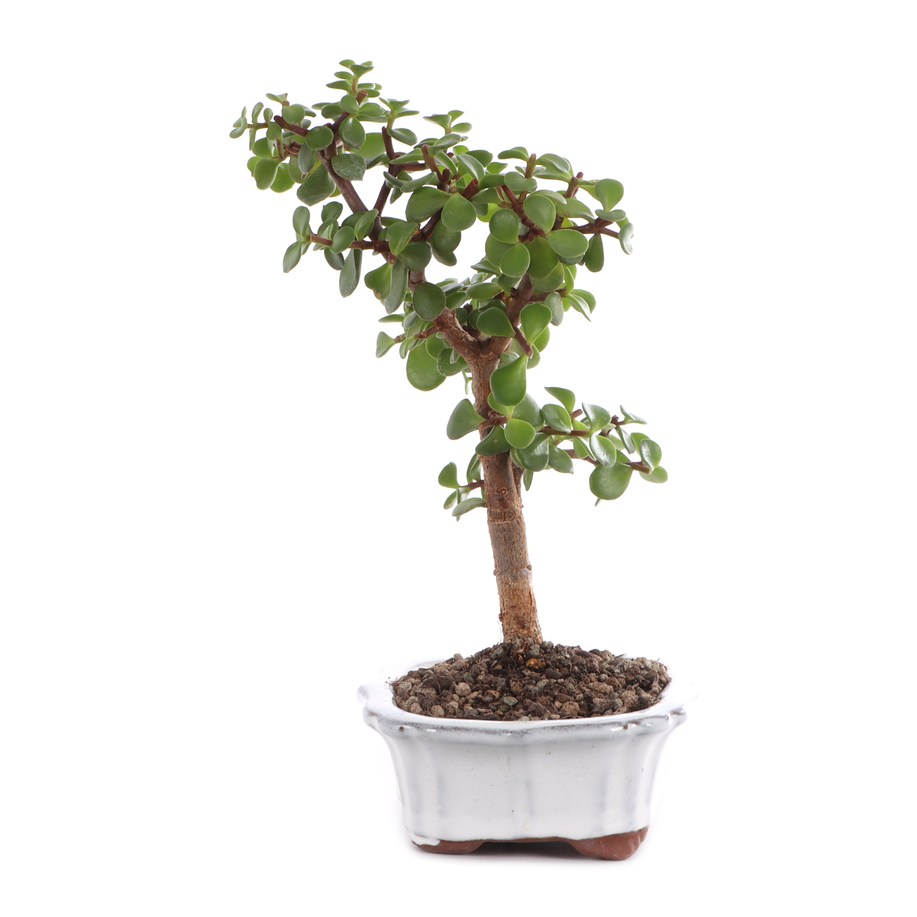 Portulacaria afra