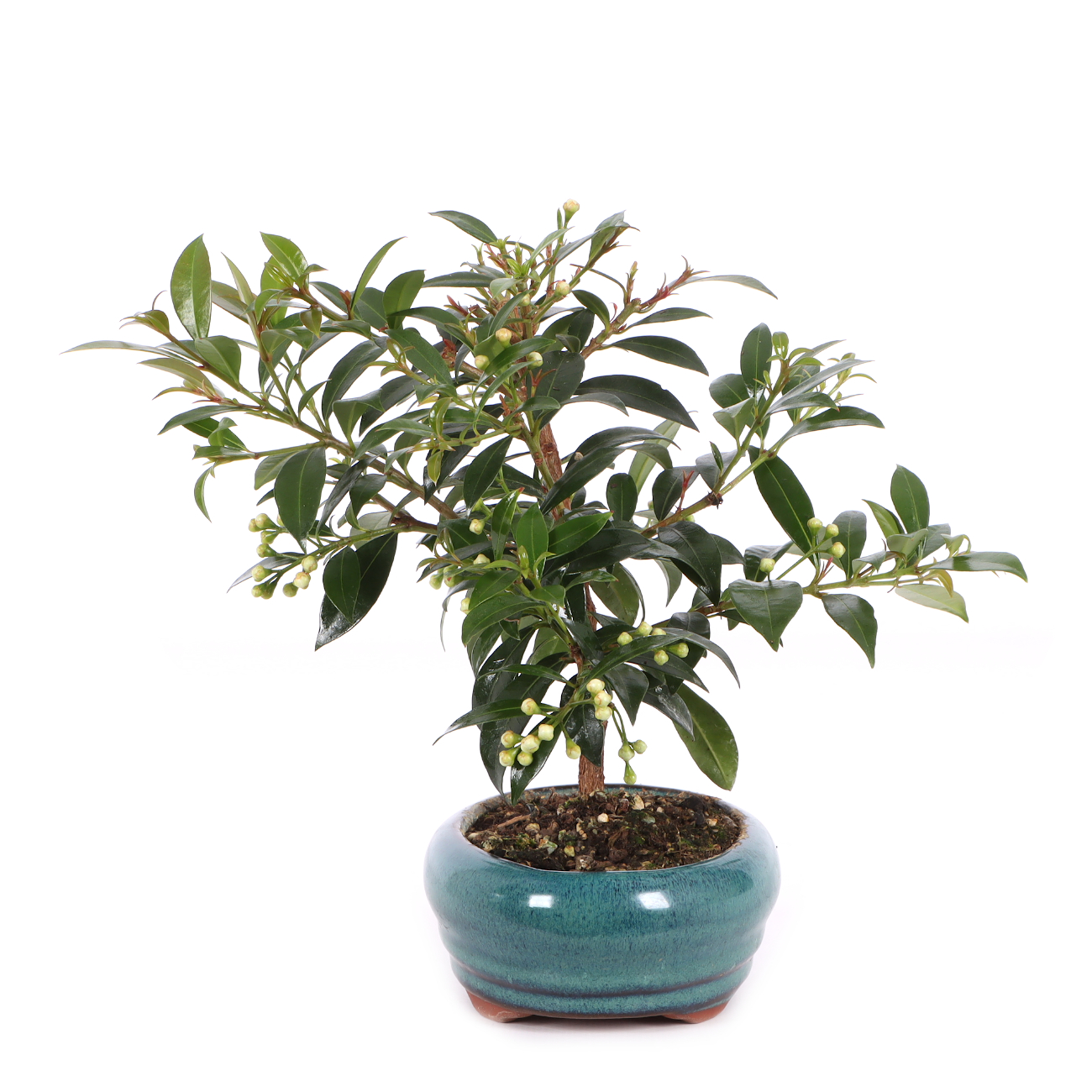 Syzygium paniculatum