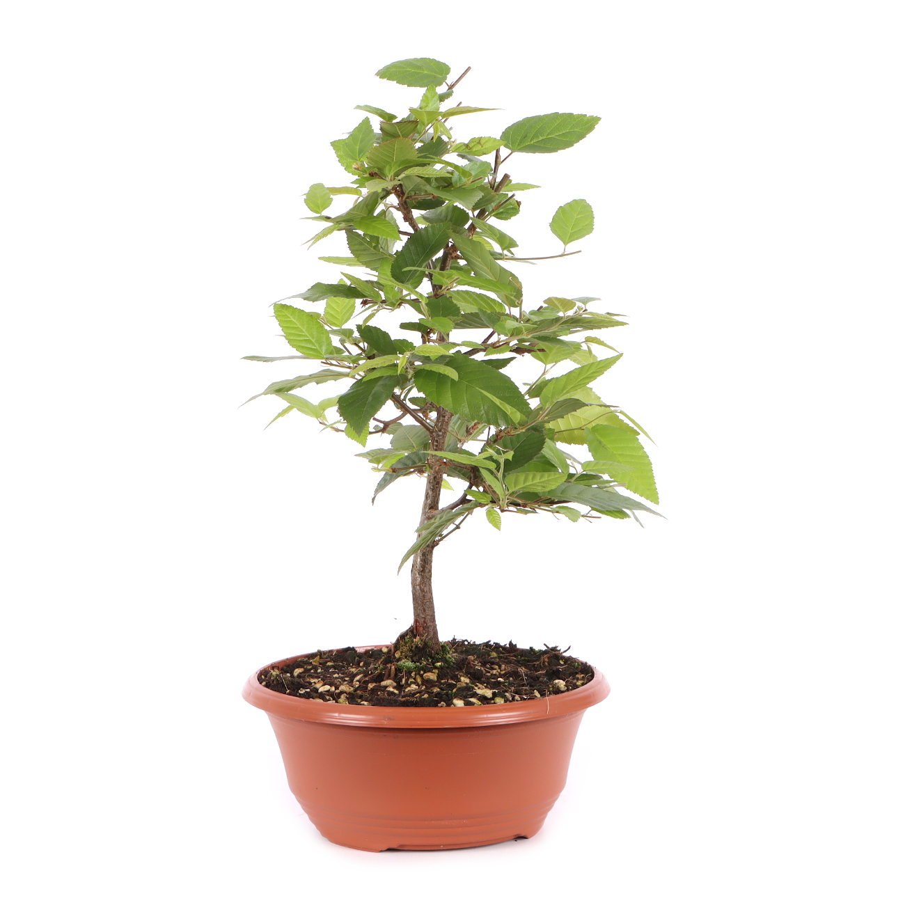 Carpinus turczaninowii