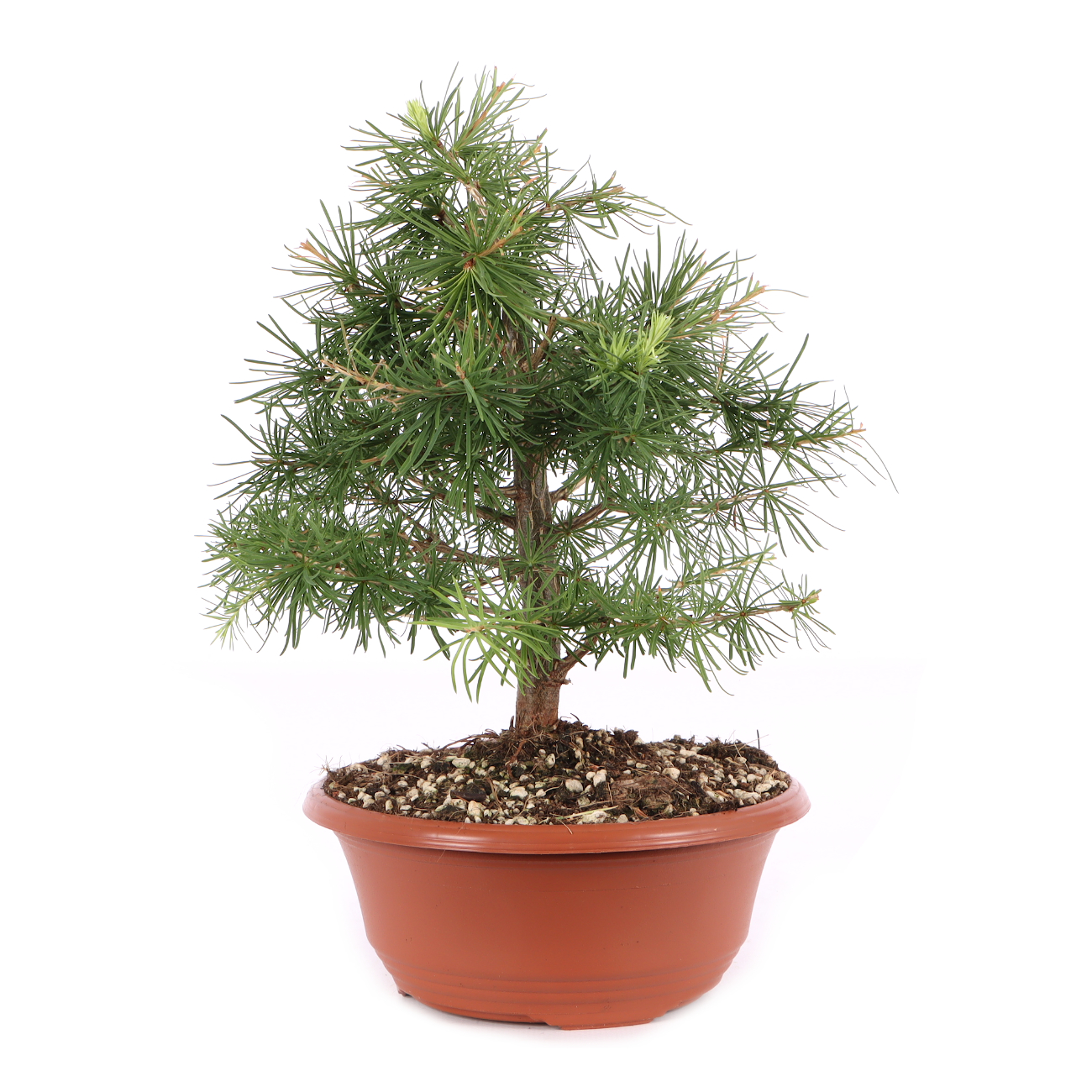 Larix decidua