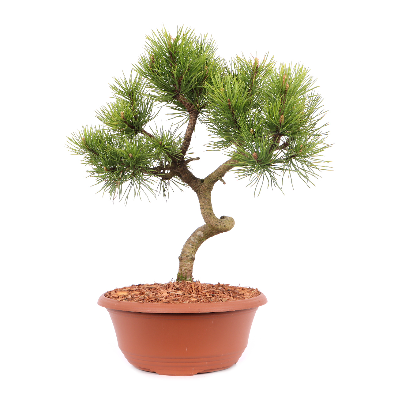 Pinus sylvestris