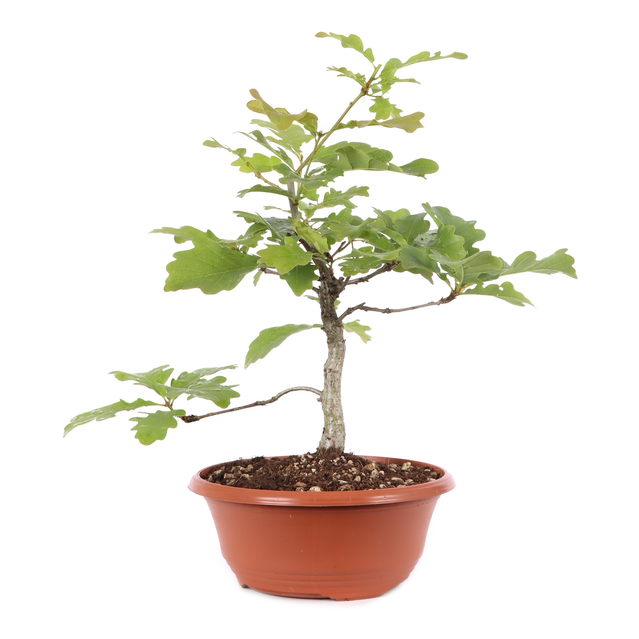 Quercus robur