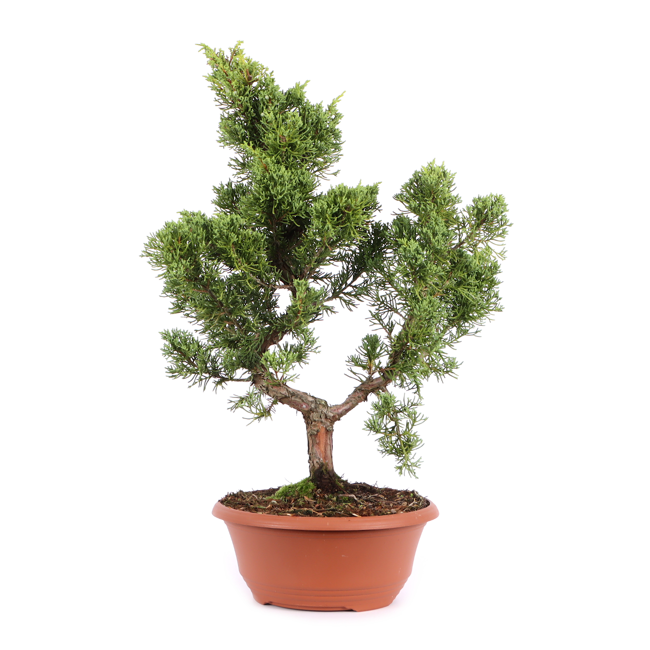 Juniperus chinensis