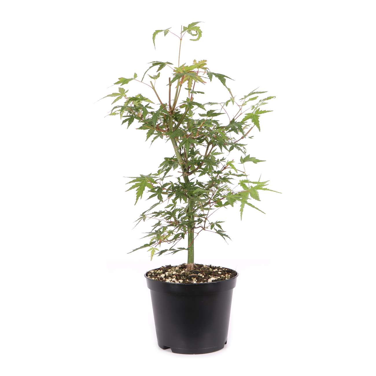Acer palmatum