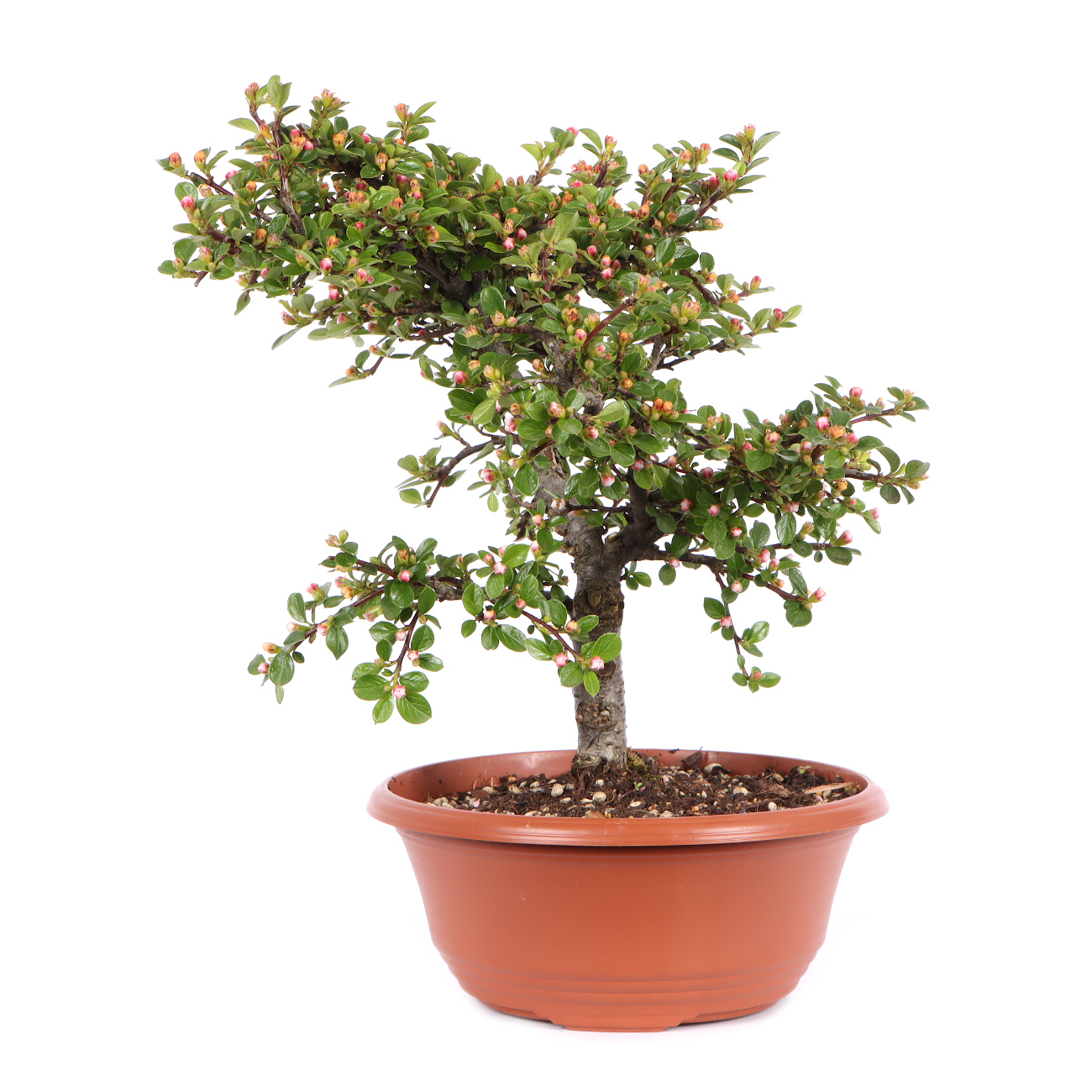 Seitenansicht rechts