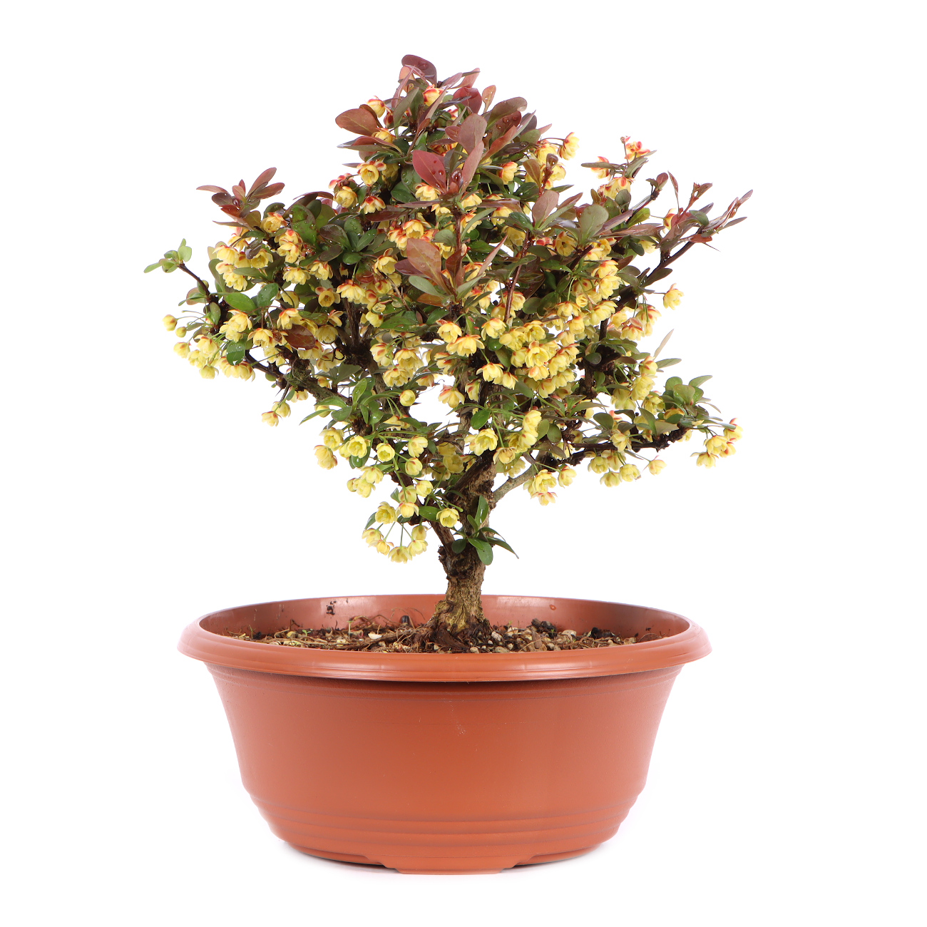 Seitenansicht rechts